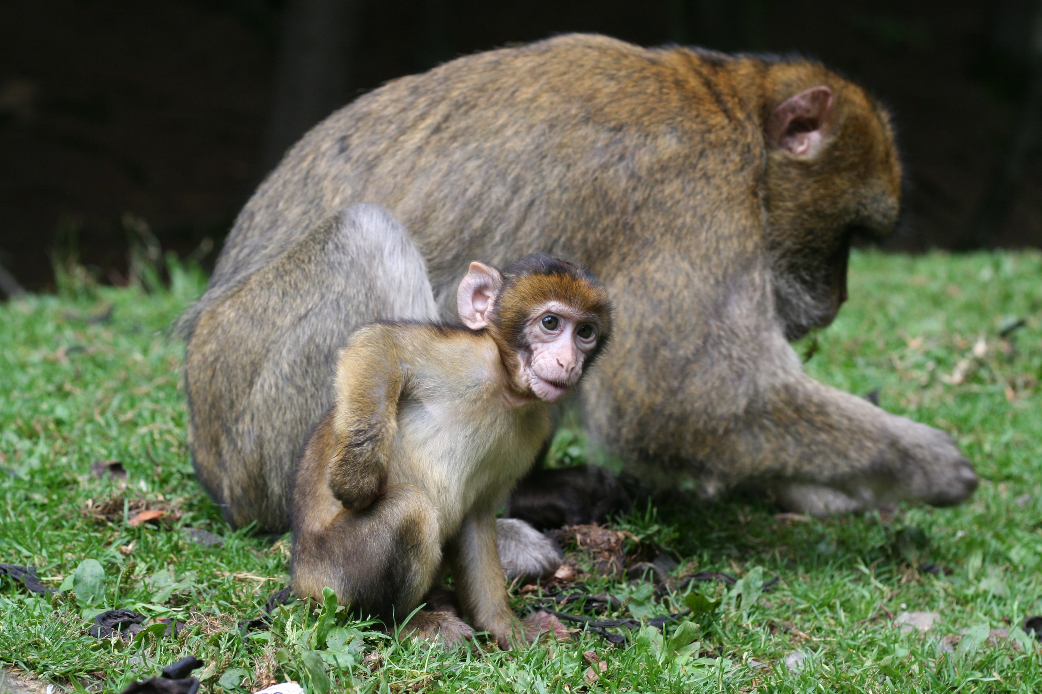 mammal, group of animals, care, animal family, young animal, animal world, togetherness, monkey, 2K, outdoors, sitting, vertebrate, baby, animals in the wild, HD Wallpaper