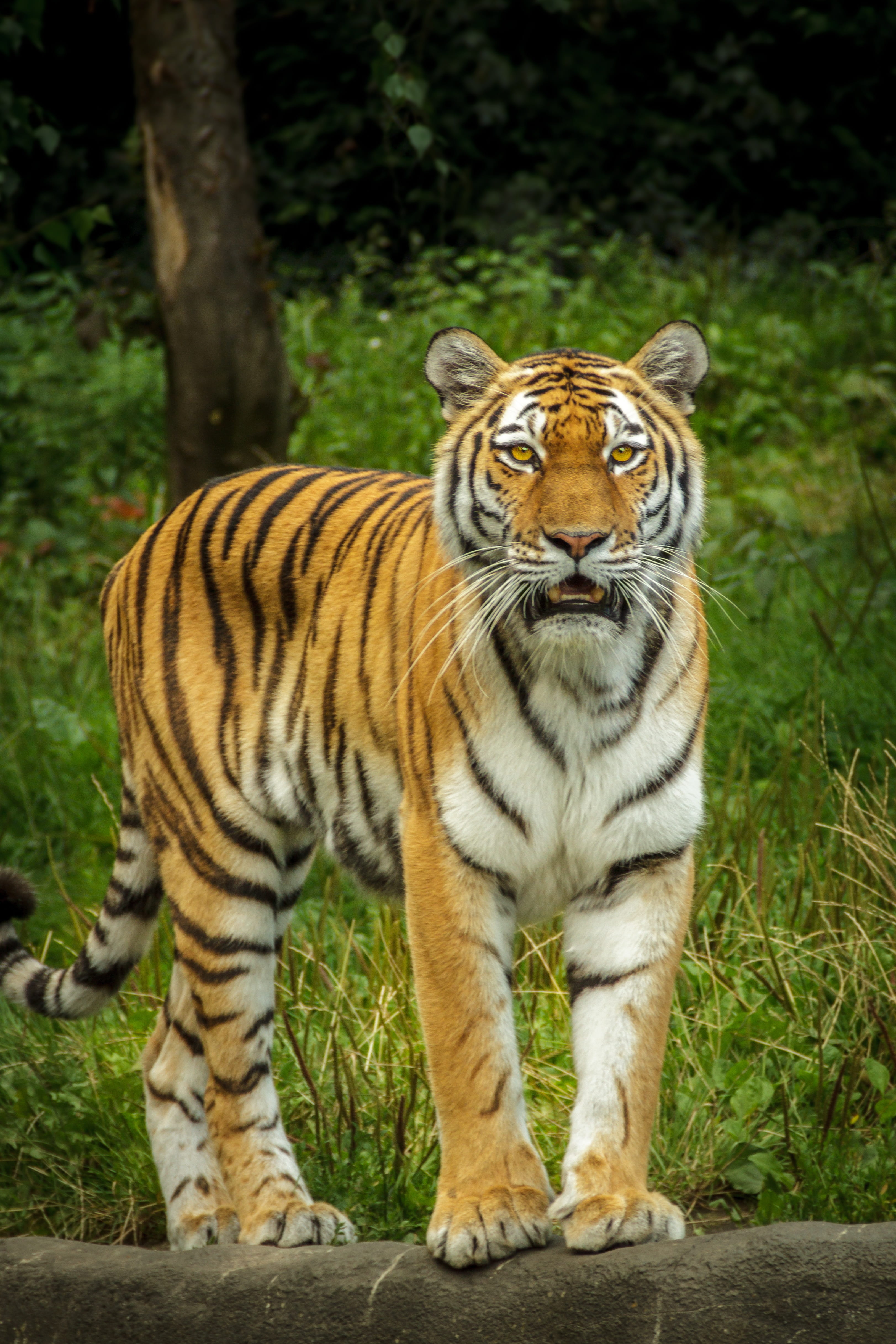 wait, one animal, animal themes, focus on foreground, plant, photo, view, striped, cat, ussuritiger, big cat, hagenbeck, 4K, close, day, nature, outdoors, Phone HD Wallpaper
