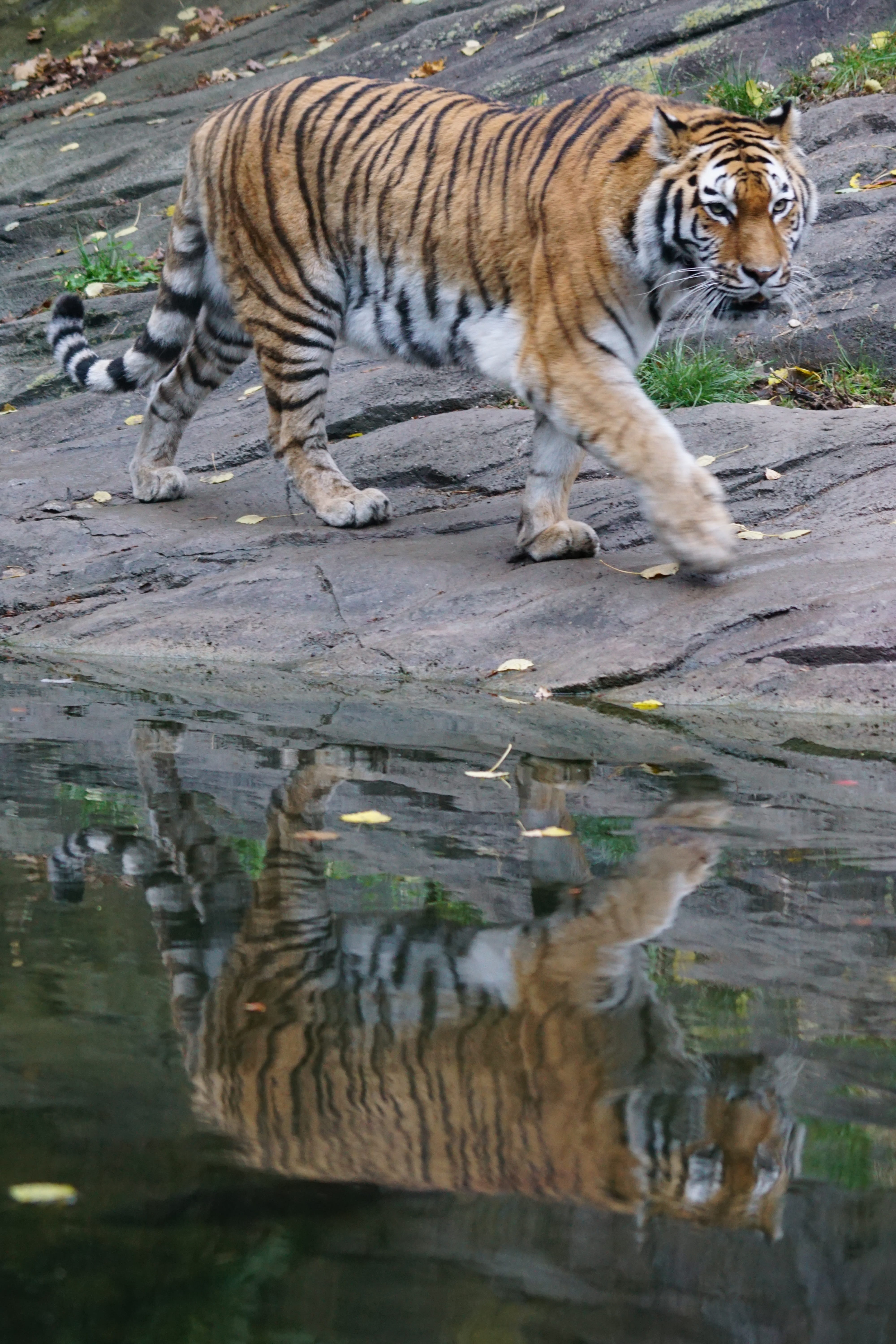 day, tiger, daytime, dangerous, white, siberian, water, floor, cat, vertebrate, predator, feline, animal themes, 5K, animal, nature, orange, mammal, carnivores, Phone HD Wallpaper