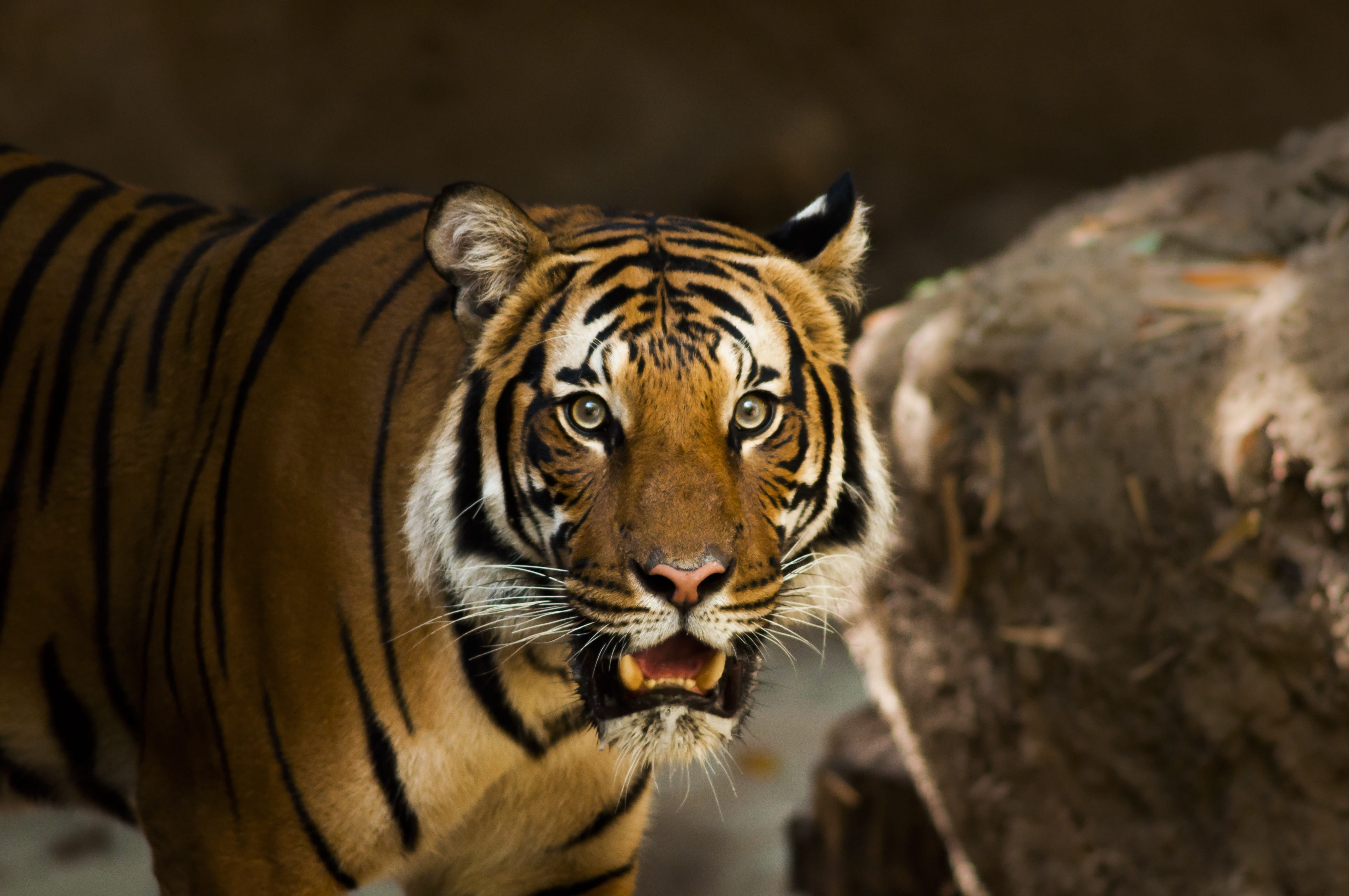 siberian tiger, close up, portrait, wildlife, outdoors, pantherinae, aggression, focus on foreground, animal body part, tigris, whisker, siberian, tiger, HD Wallpaper