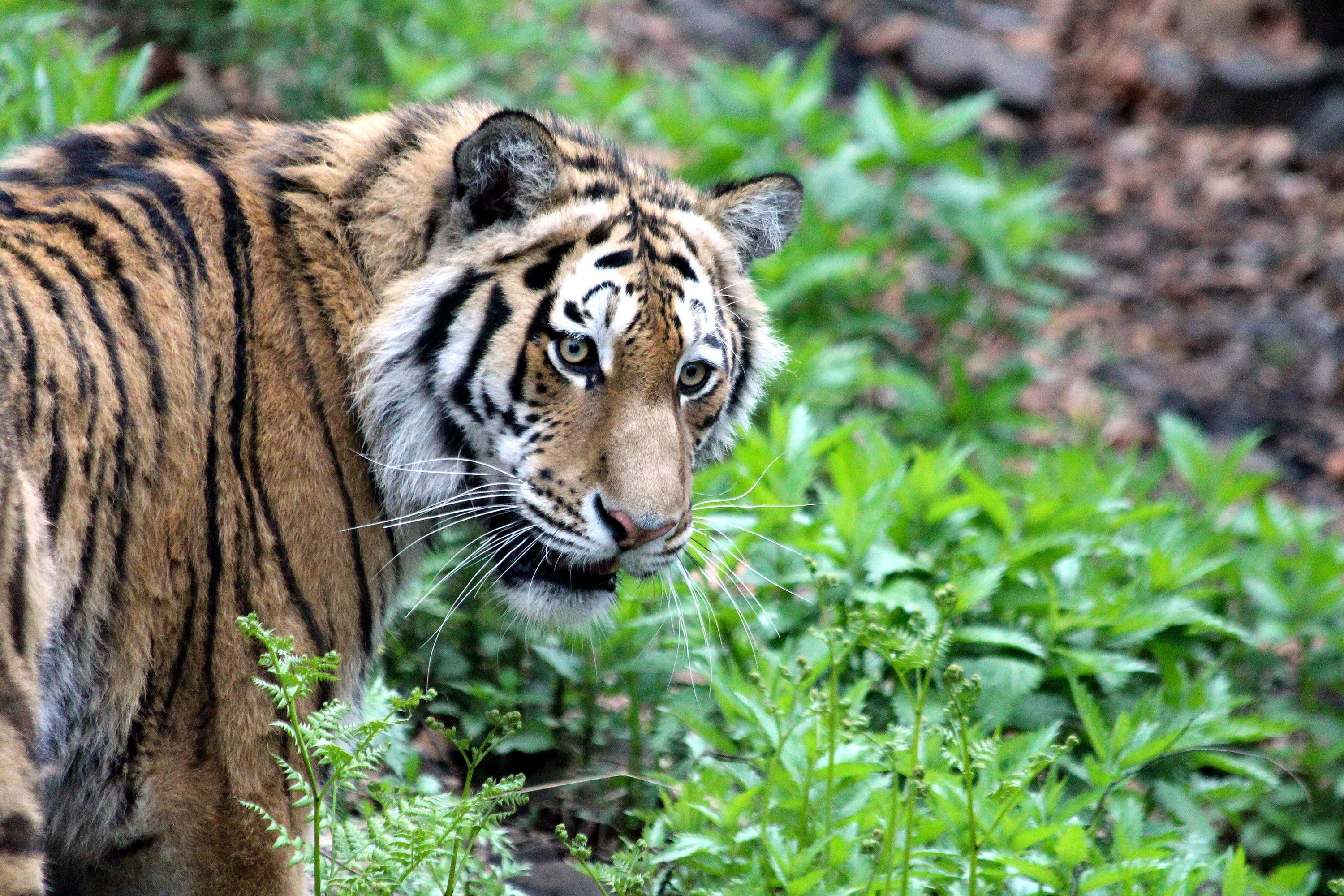 beast of prey, outdoors, nature, ussurian tiger, whisker, looking at camera, animal head, mammal, land, panthera tigris altaica, predator, plant, carnivora, HD Wallpaper