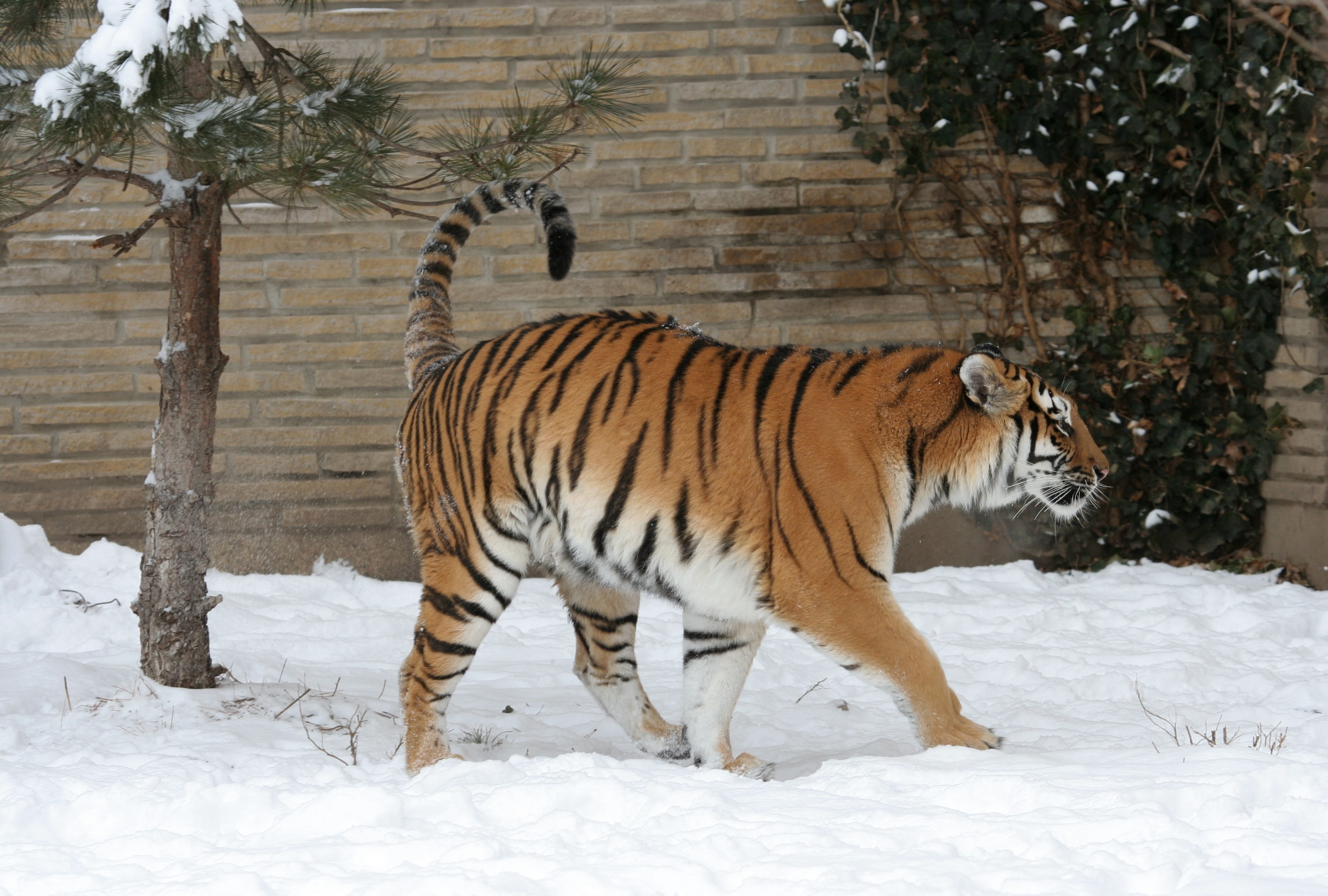 animal wildlife, zoo, mammal, carnivore, plant, animals in the wild, 2K, predator, tree, snow, stripes, winter, endangered, feline, one animal, panthera tigris altaica, HD Wallpaper