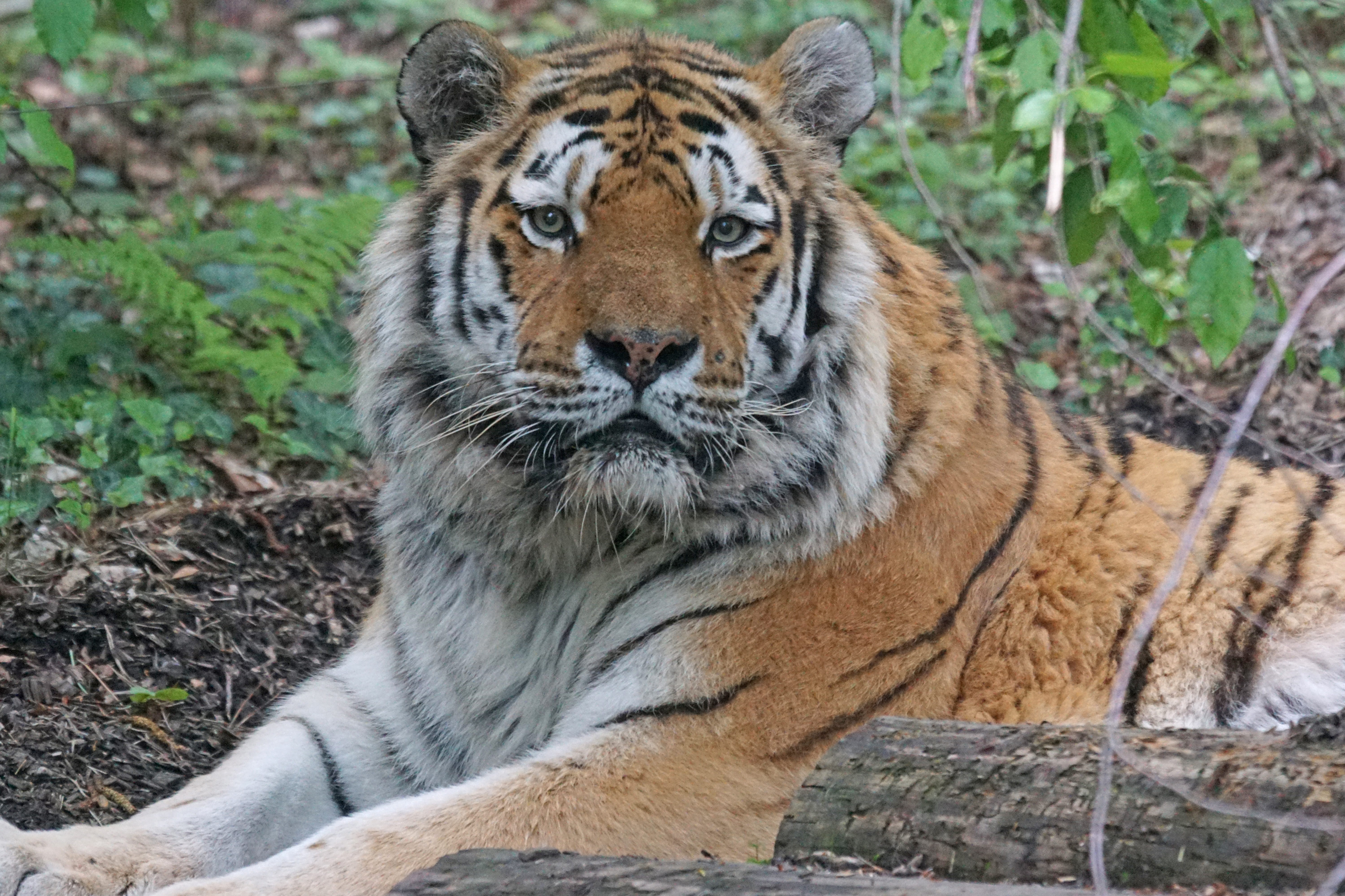 portrait, animals in the wild, animal, cat, vertebrate, amurtiger, no people, outdoors, carnivora, one animal, mammal, 5K, whisker, animal themes, feline, HD Wallpaper