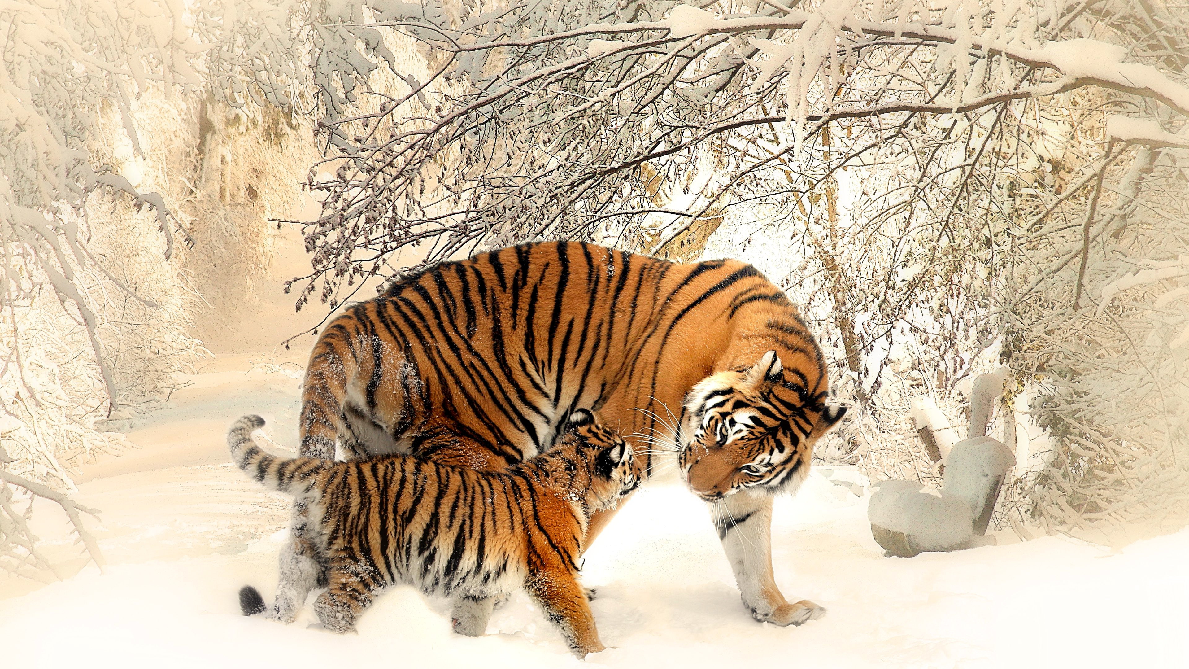 Winter, 4K, 4K, Snow, Cub, Tiger, HD Wallpaper