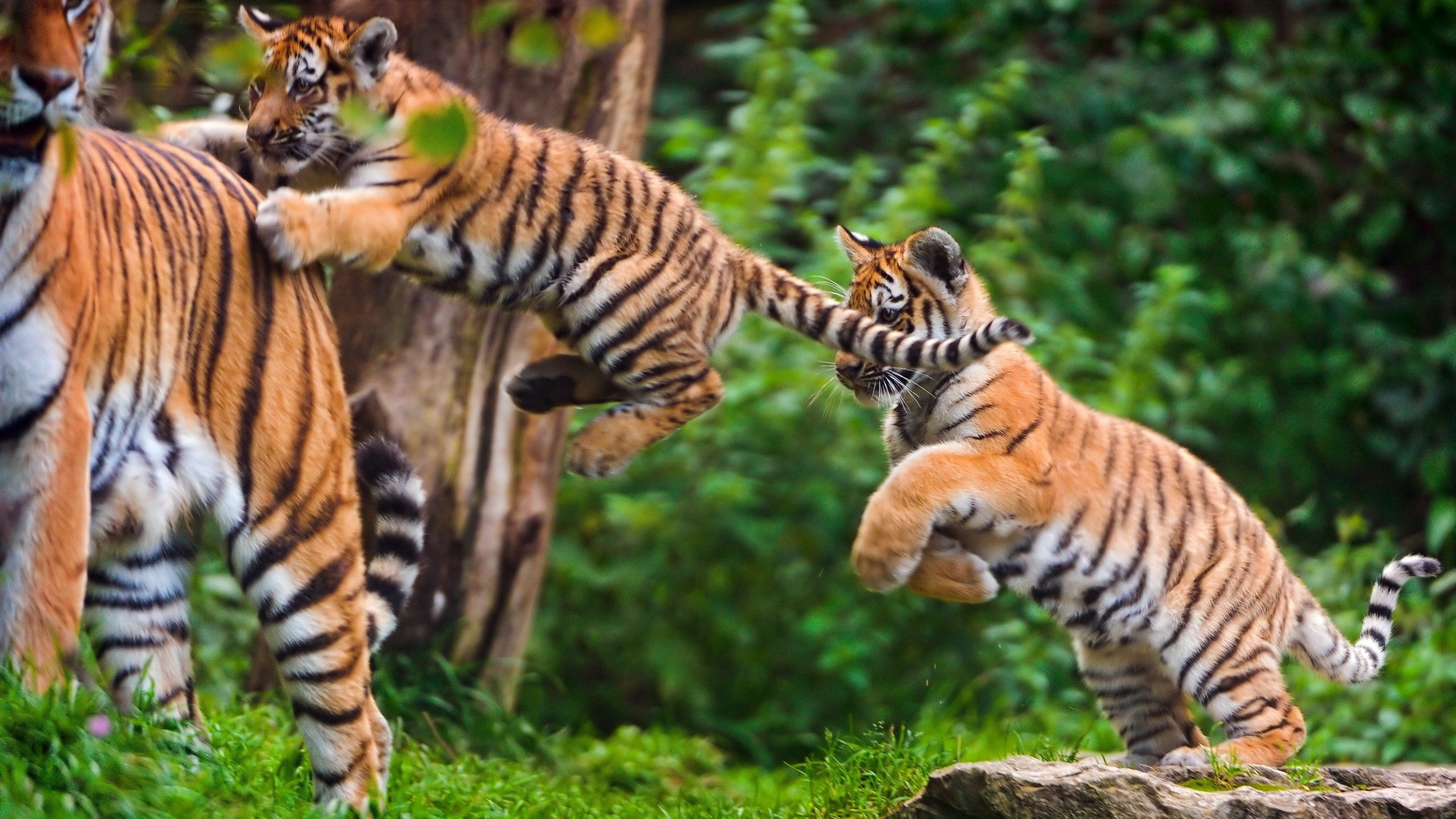 cat, no people, animal wildlife, aggression, animal, plant, group of animals, grass, big cat, feline, outdoors, animal themes, animal tigers cubs image, HD Wallpaper