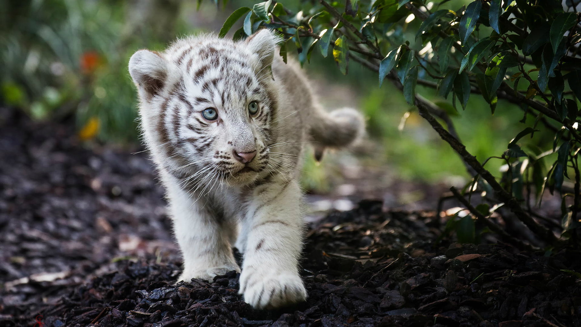 cute, bengal, cub, tiger, 1080P, white, HD Wallpaper