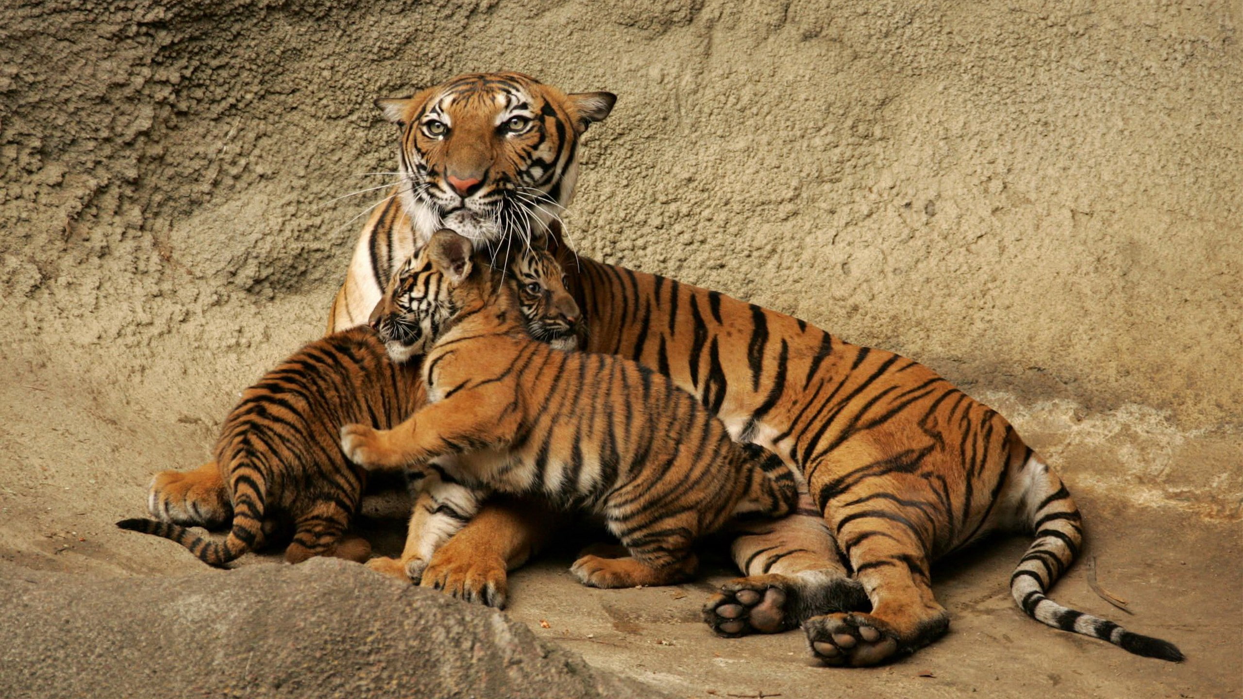 animals in captivity, animals in the wild, animal family, mammal, relaxation, no people, cat, animal themes, group of animals, zoo, cute baby tiger cubs with mom picture, HD Wallpaper