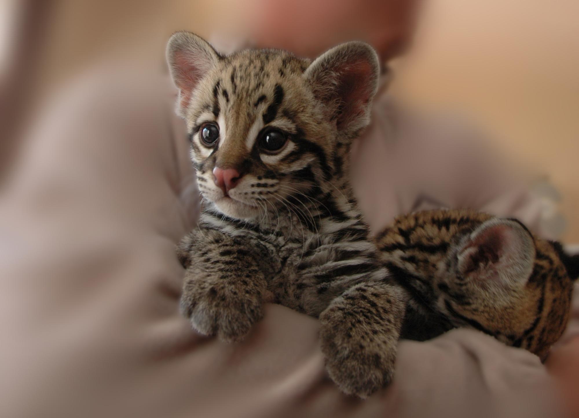 1080P, cute, wild, two, tiger, cub, cheetahs, animals, HD Wallpaper