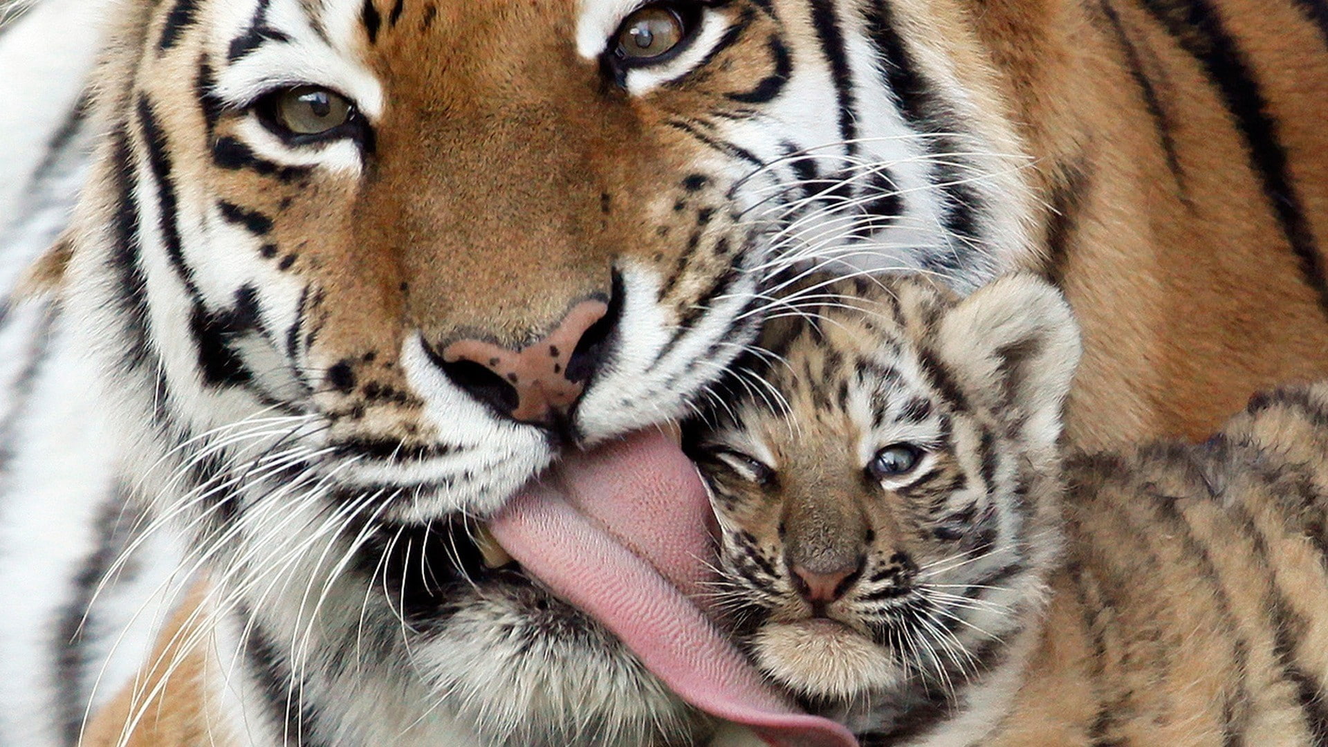 cubs, tongues, tiger, baby animals, animals, 1080P, HD Wallpaper