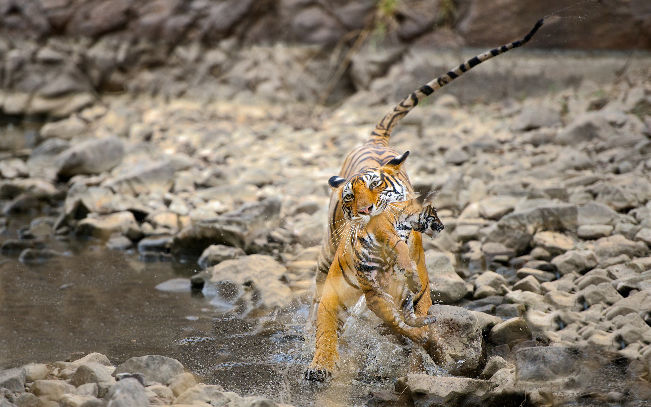 animals, rocks, hd, stones, 2K, cub, tiger, HD Wallpaper