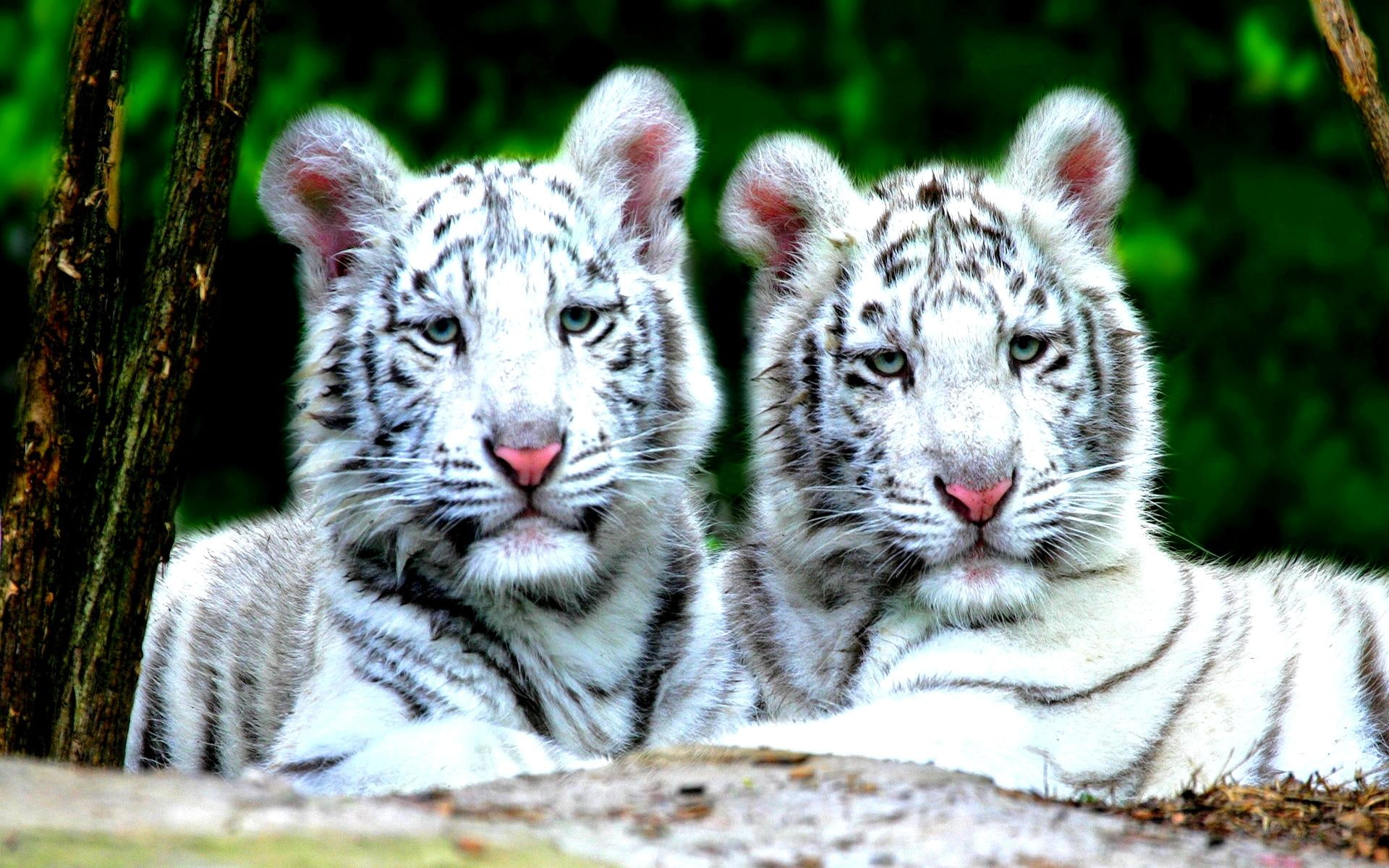 animals, cubs, tiger, wildlife, white, 1080P, HD Wallpaper