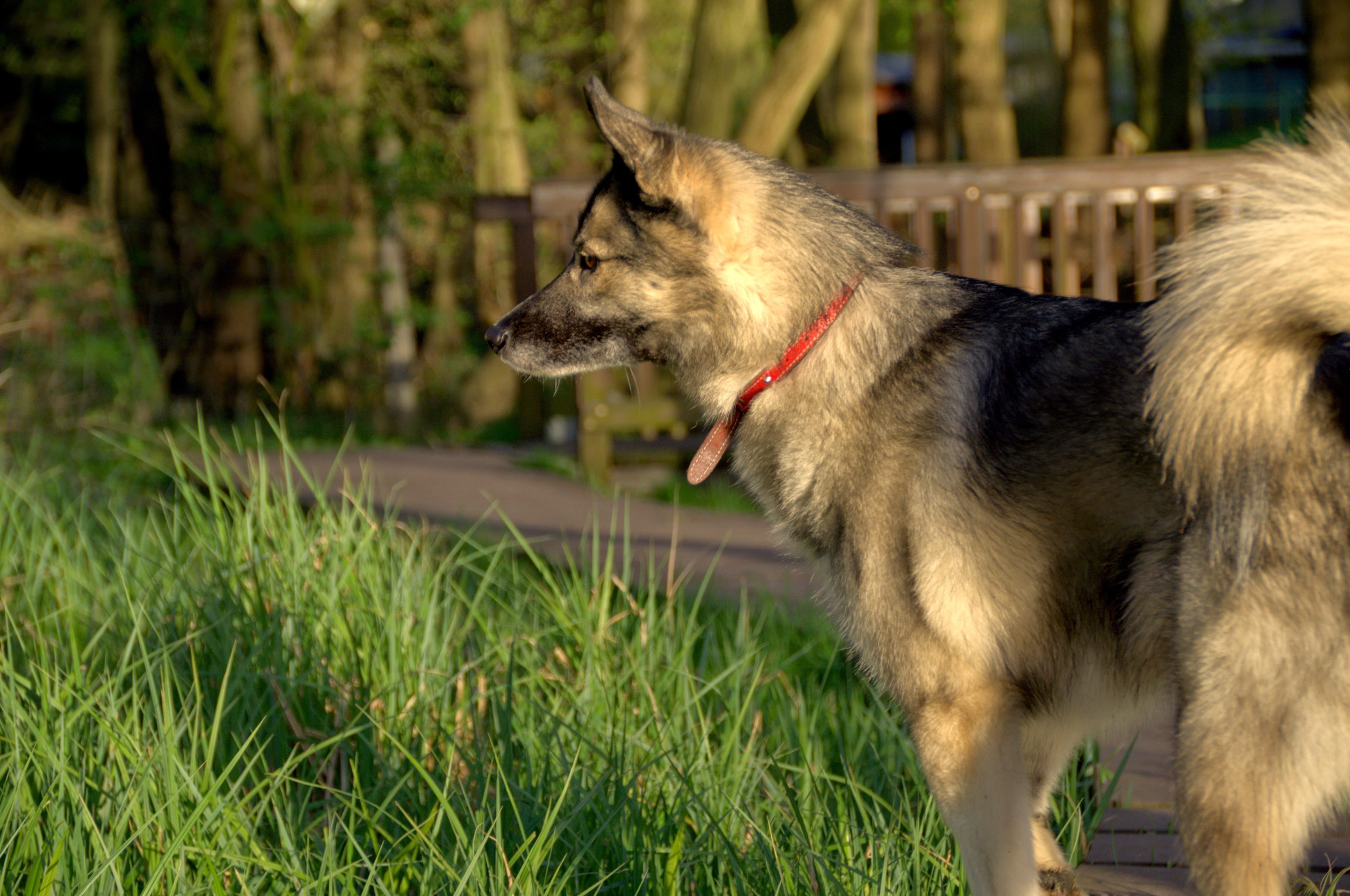 national park, Meadow, animal, german shepherd, forest dwellers, day, Nature, domestic animals, looking, away, pets, wolves, scenic, animal world, wildlife, HD Wallpaper
