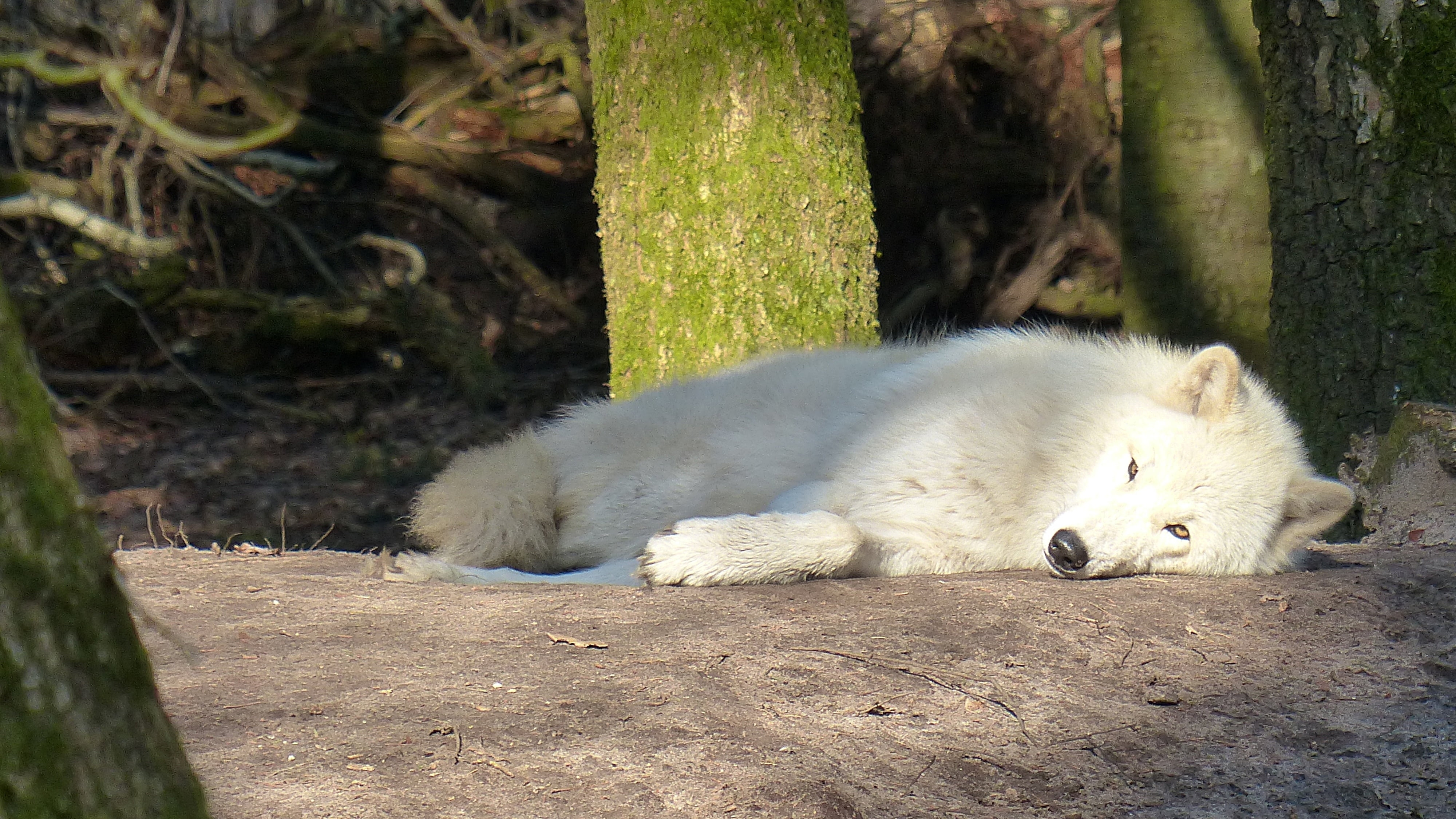 outdoors, hundeartig, animal wildlife, photography, forest dwellers, wildlife, sleeping, tree trunk, cute, animal, world, white color, bear, carnivores, HD Wallpaper