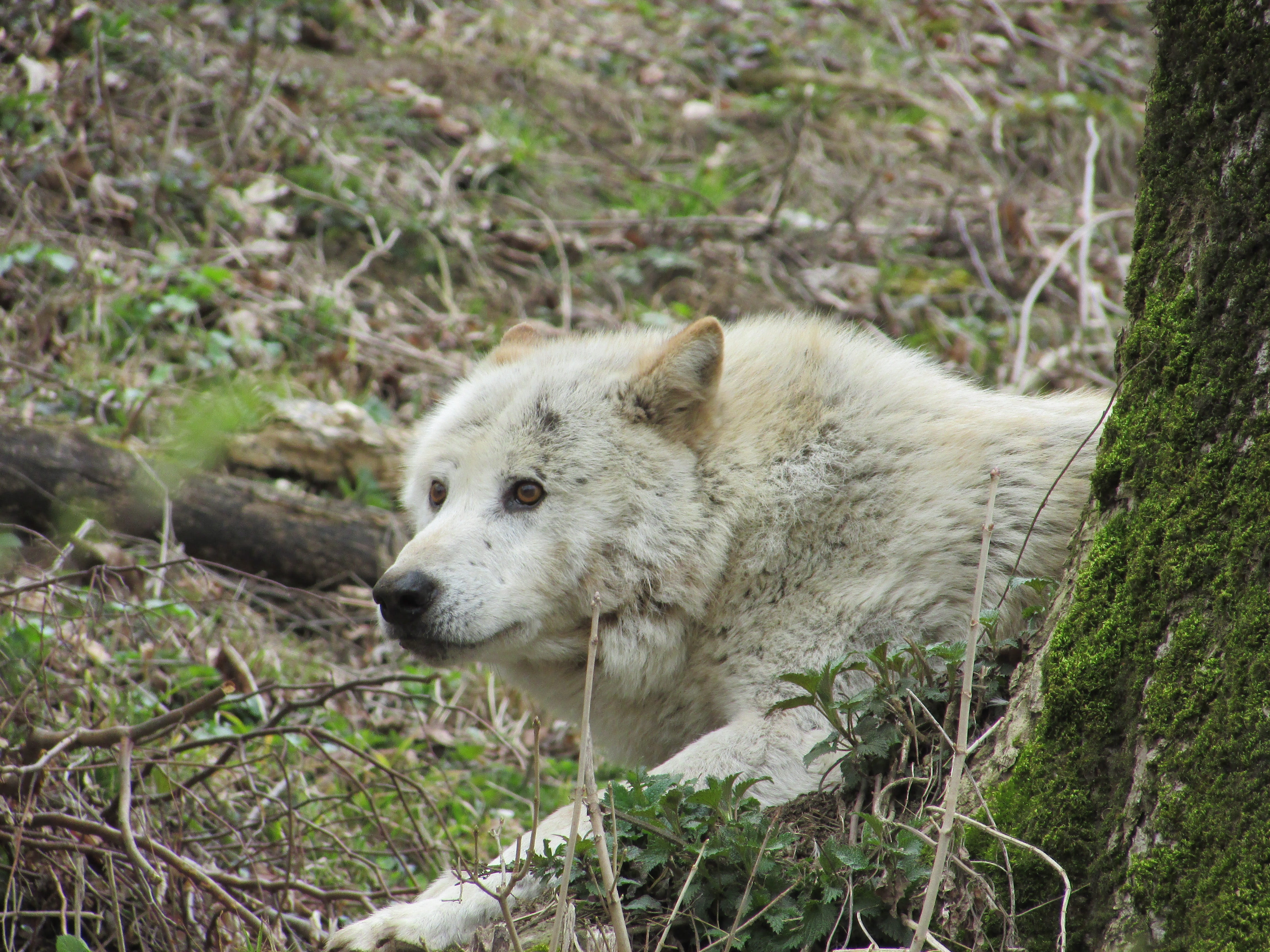mammal, Enclosure, no people, bear, Wild Animal, animal wildlife, field, plant, one animal, tree, vertebrate, animal head, land, 4K, Wolf, Zoo, outdoors, HD Wallpaper