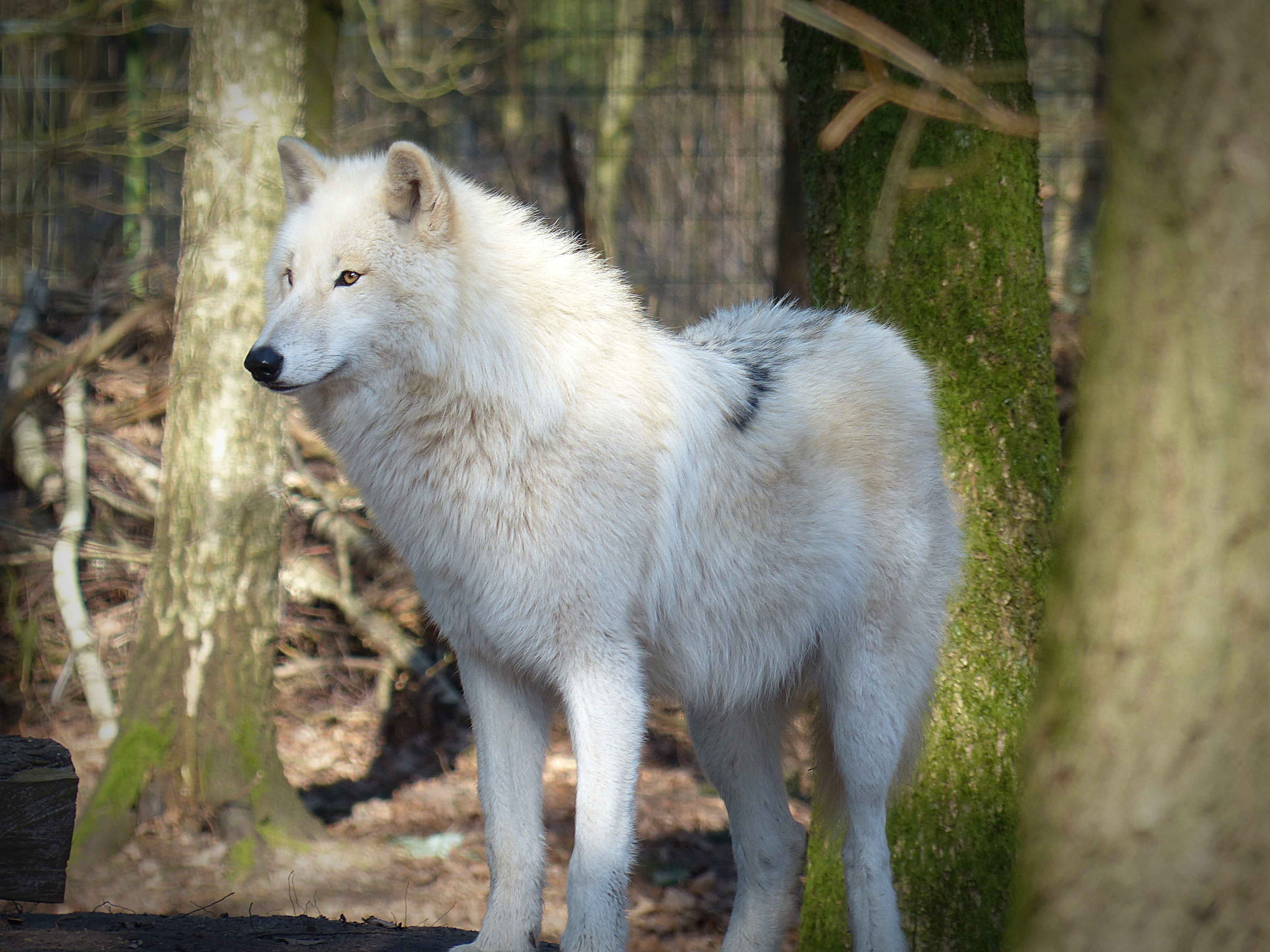 trees, 4K, wolf, endangered, animal, vertebrate, forest, photo, wild animal, carnivores, land, dog, animal world, one animal, looking away, plant, tree, HD Wallpaper
