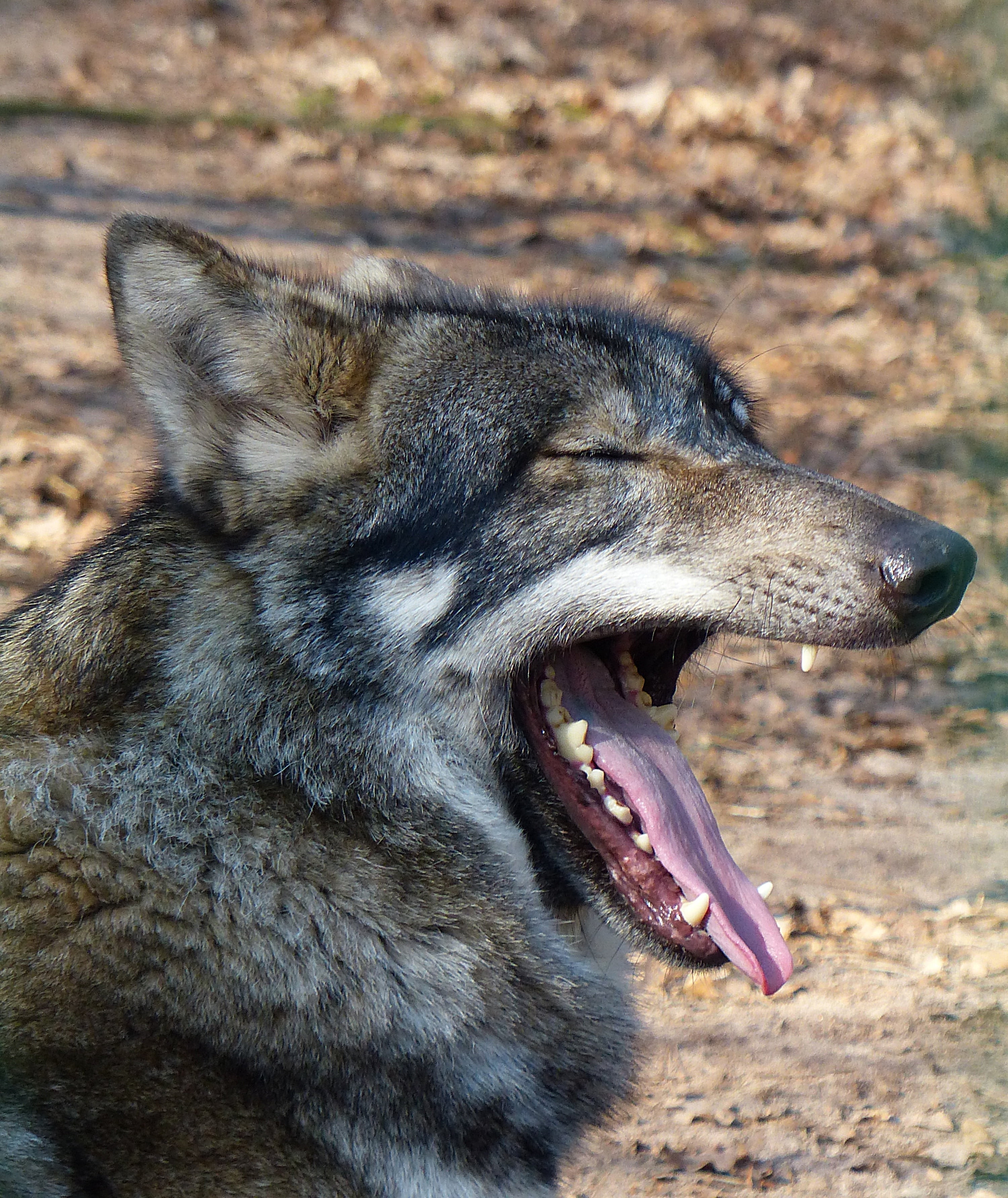 animal themes, mouth, hundeartig, 2K, mammal, animal mouth, day, no people, wildlife photography, animal head, animals in the wild, animal body part, profile view, Phone HD Wallpaper