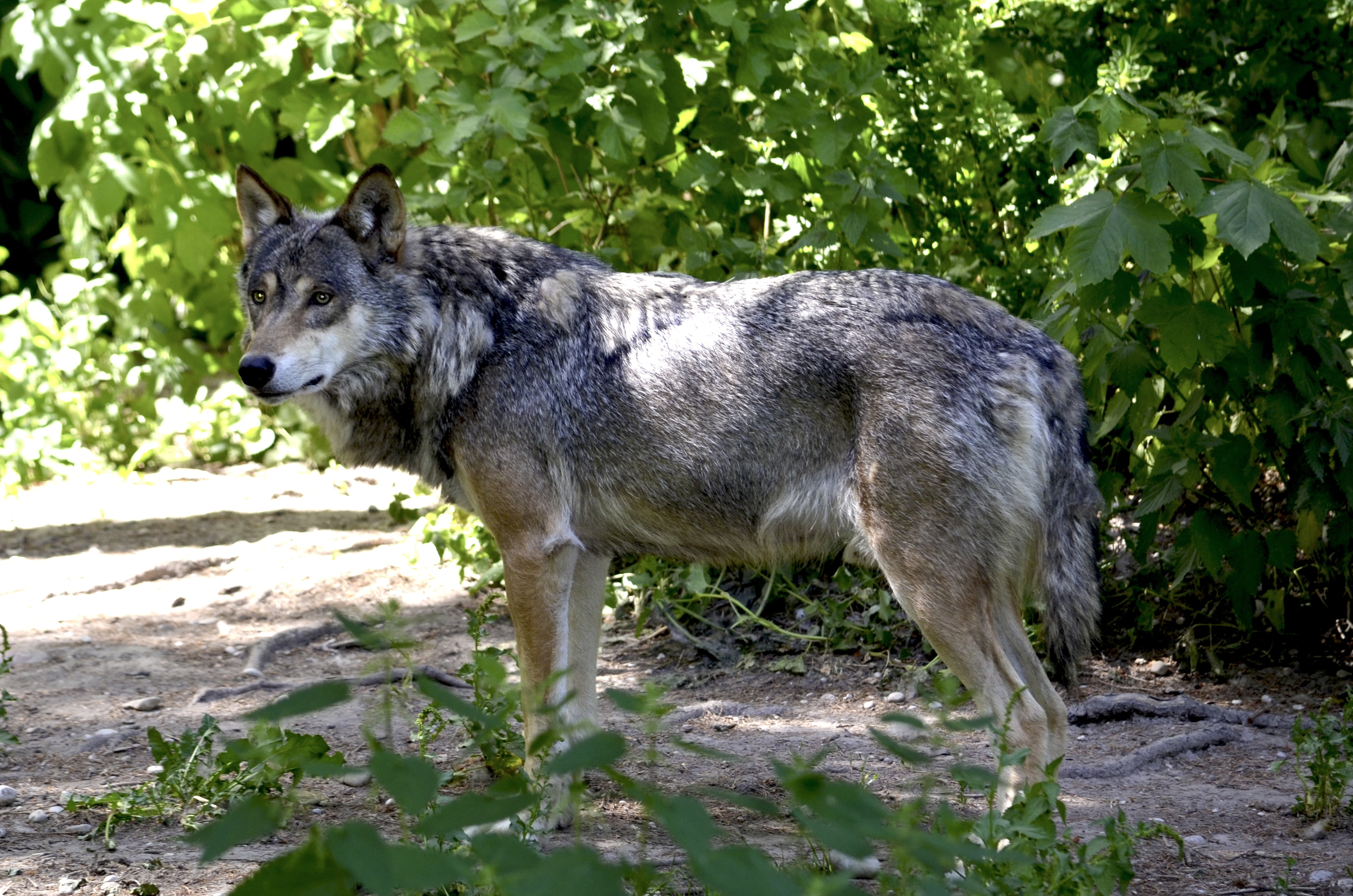 animal, nature, animals in the wild, land, domestic, hunter, standing, mammal, 4K, predator, leaf, no people, pets, plant, hundeartig, attention, beside, HD Wallpaper
