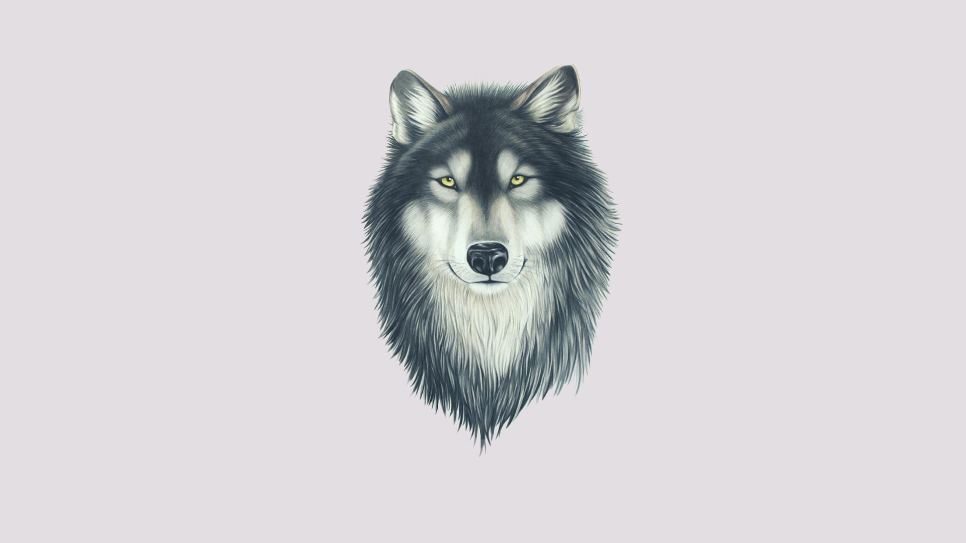 gray, one animal, face, look, animal, studio shot, pets, indoors, cut out, mammal, animal themes, animal body part, canine, white background, dog, animal head, HD Wallpaper