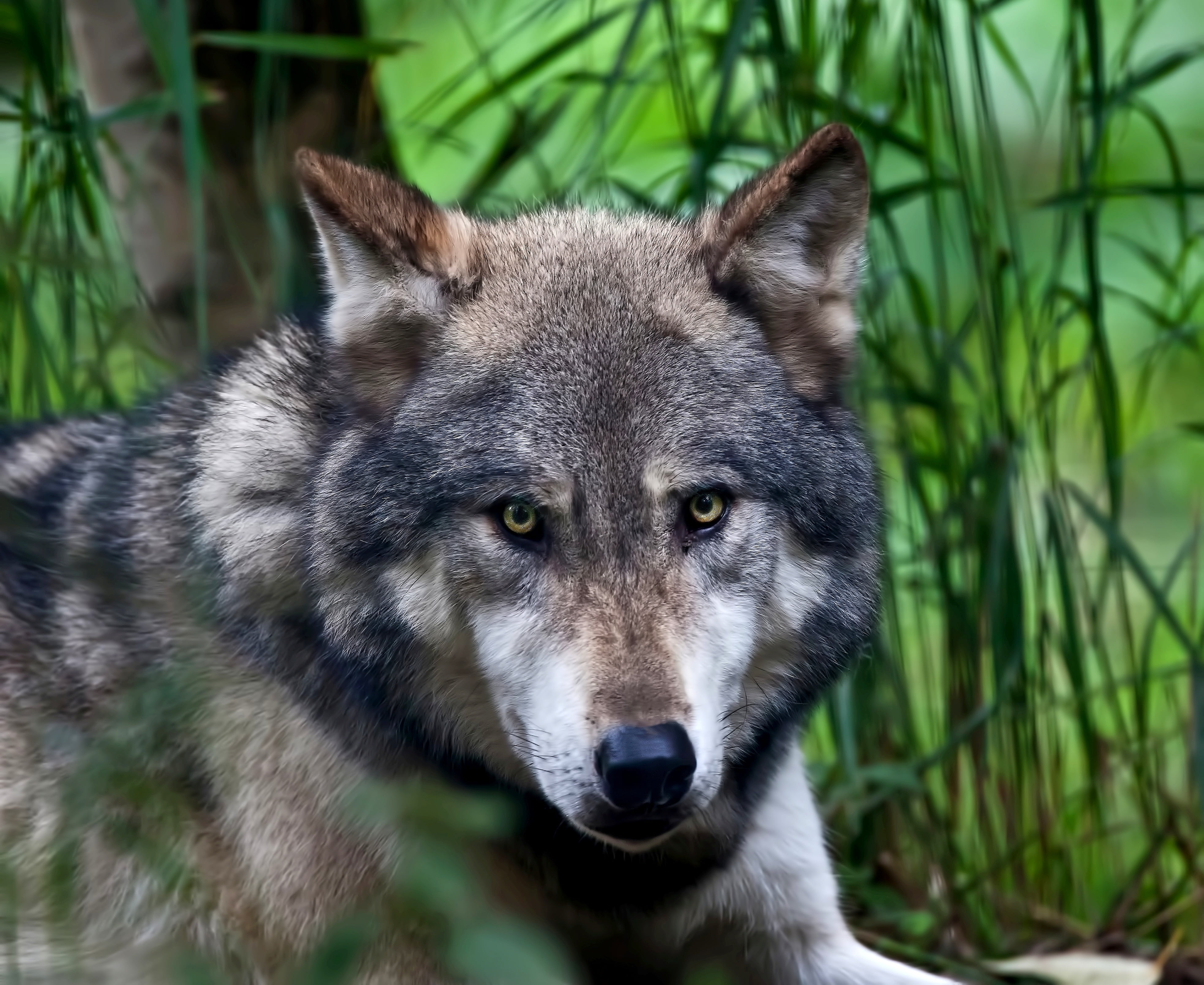 gray Wolf, one animal, outdoors, portrait, animals In The Wild, brown, focus on foreground, animal, looking, animal head, mammal, predator, carnivore, nature, HD Wallpaper