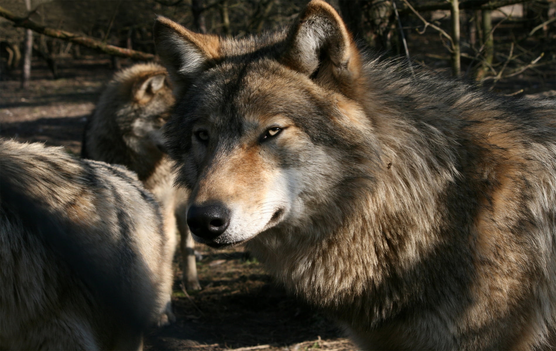 gray, dog, animal body part, 720P, domestic, predator, animal Head, animal, day, forest, animal wildlife, looking, fur, nature, canine, vertebrate, one animal, HD Wallpaper