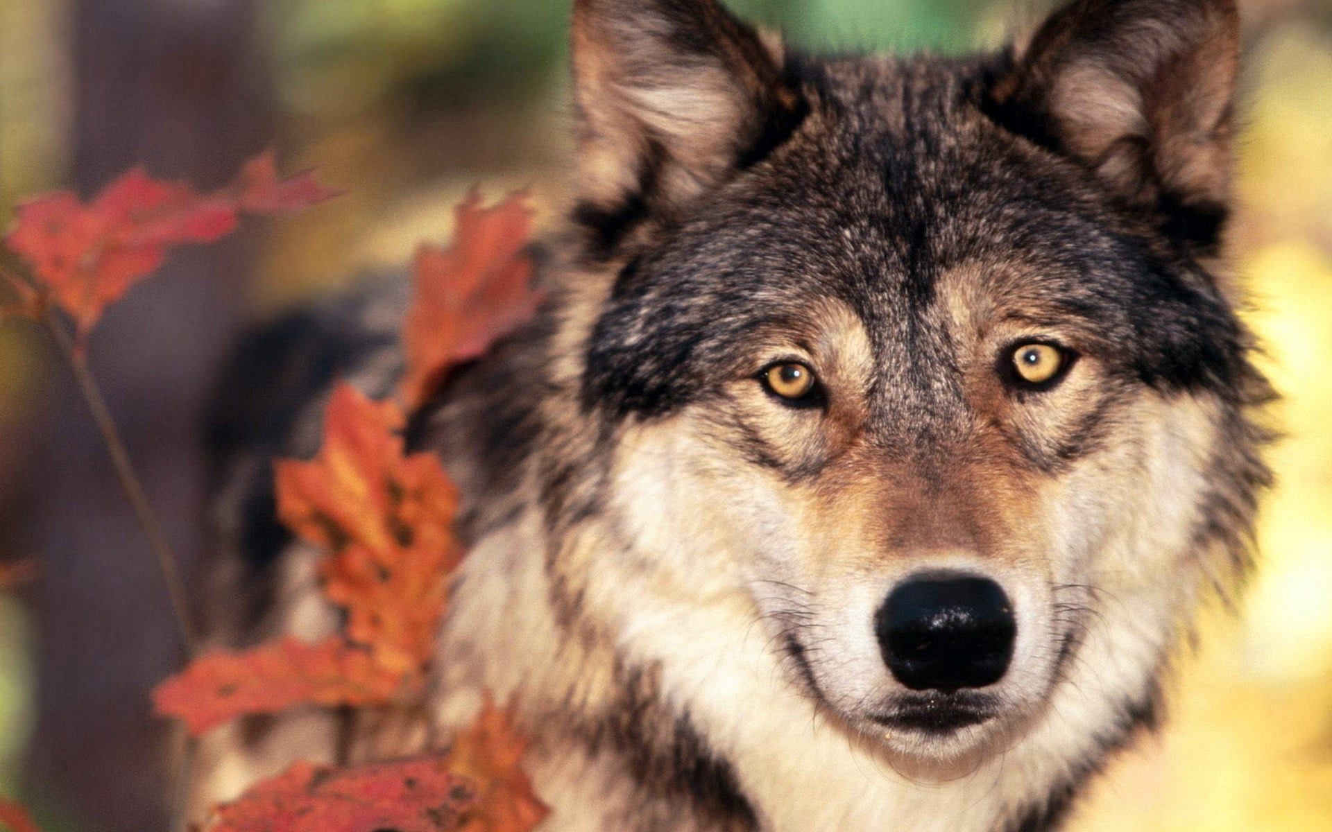 eyes, dog, gray Wolf, 1080P, grass, animals In The Wild, leaves, fur, close-up, face, domestic animals, purebred Dog, autumn, wolf, animal nose, outdoors, HD Wallpaper