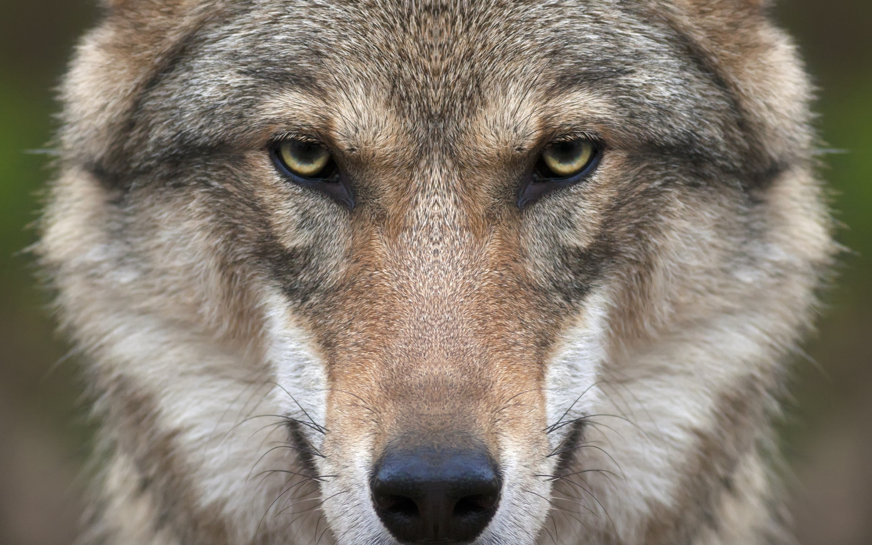 wolf, 2K, face, HD Wallpaper