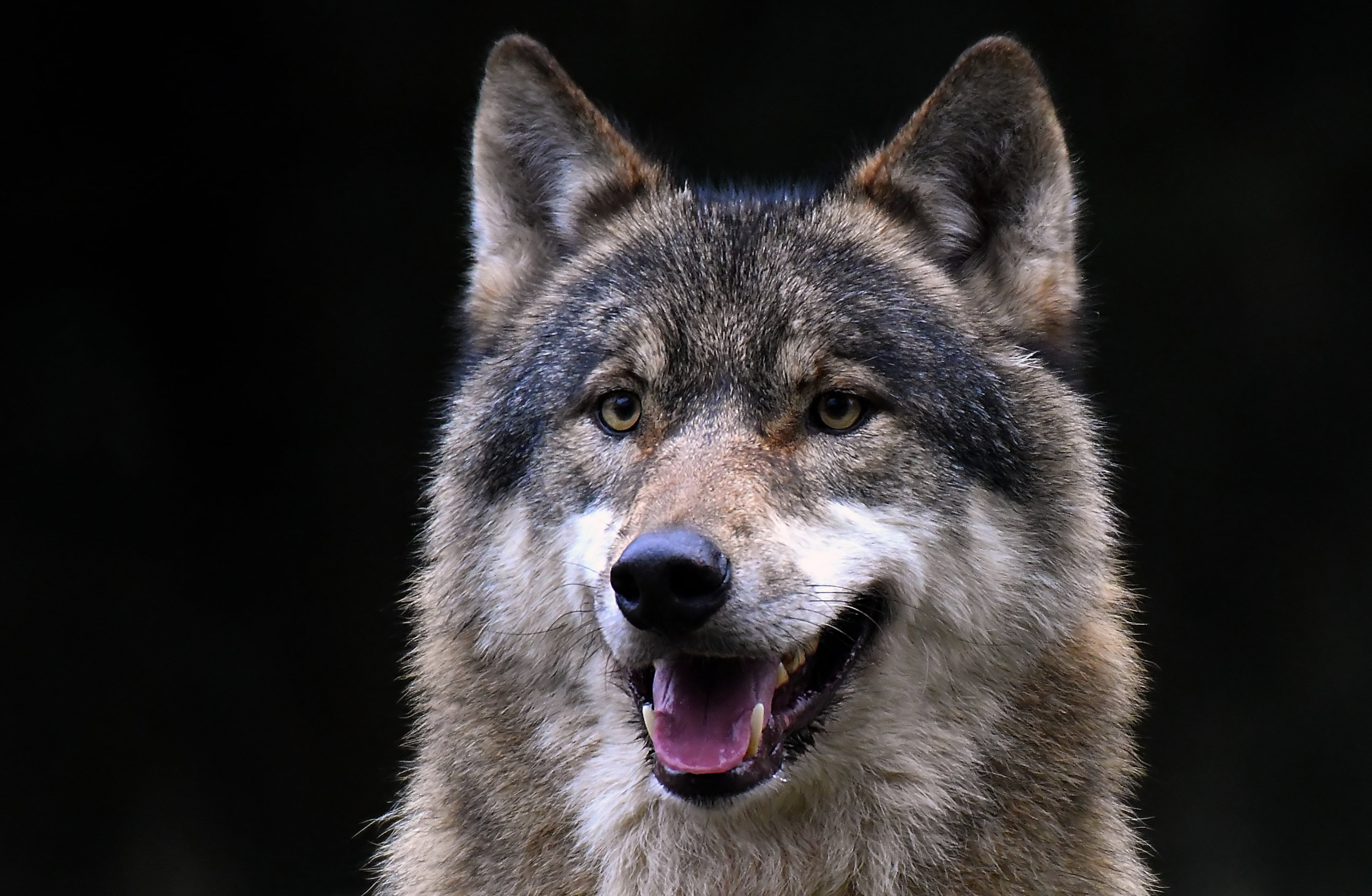 dog, animal eye, face, mouth, one animal, close-up, canine, aggression, looking at camera, animals in the wild, animal mouth, portrait, brown, no people, HD Wallpaper