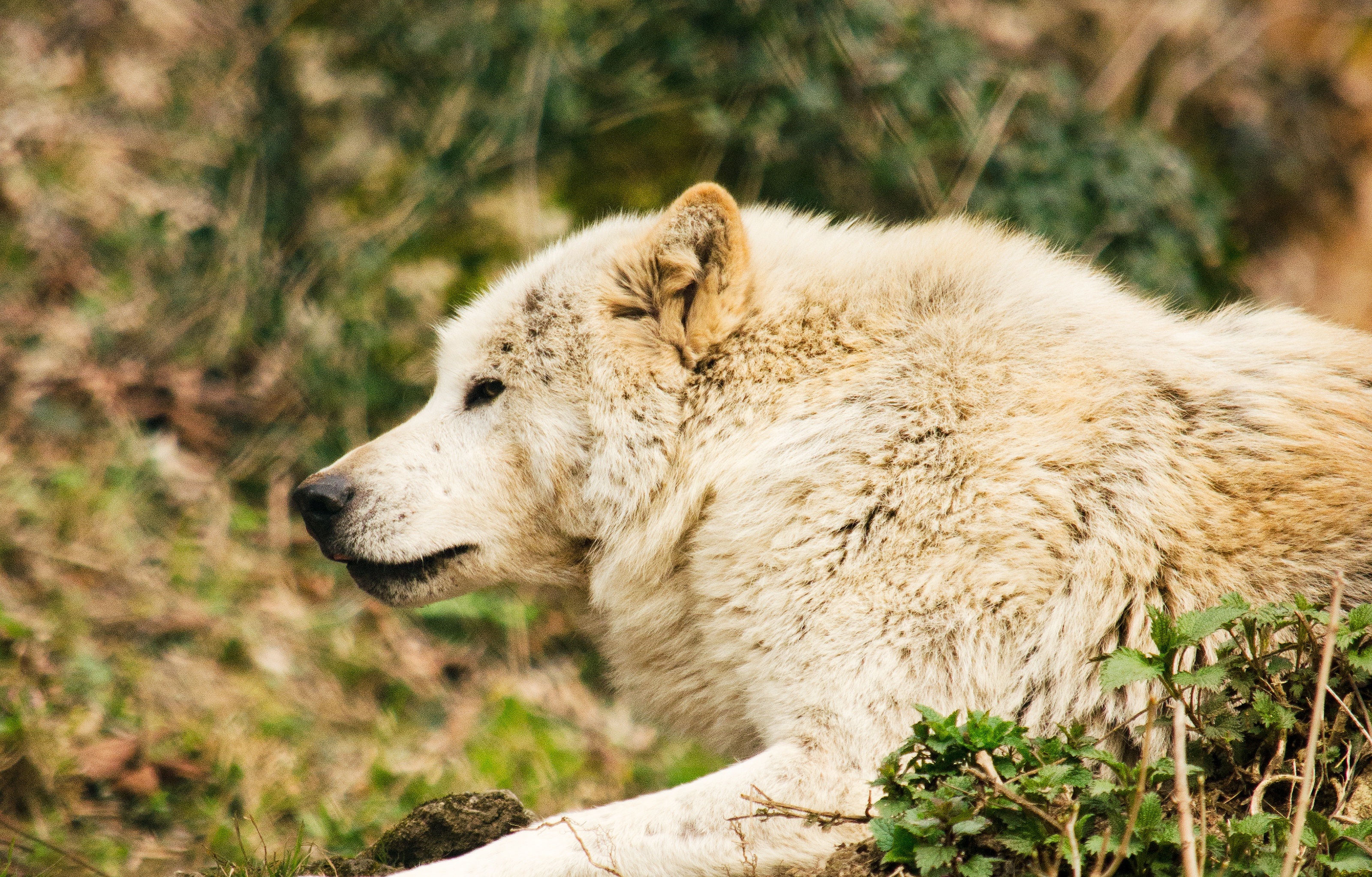 outdoors, focus, animal wildlife, field, animal, one animal, plant, white fur, animals in the wild, carnivora, tiergarten, no people, close-up, carnivores, HD Wallpaper