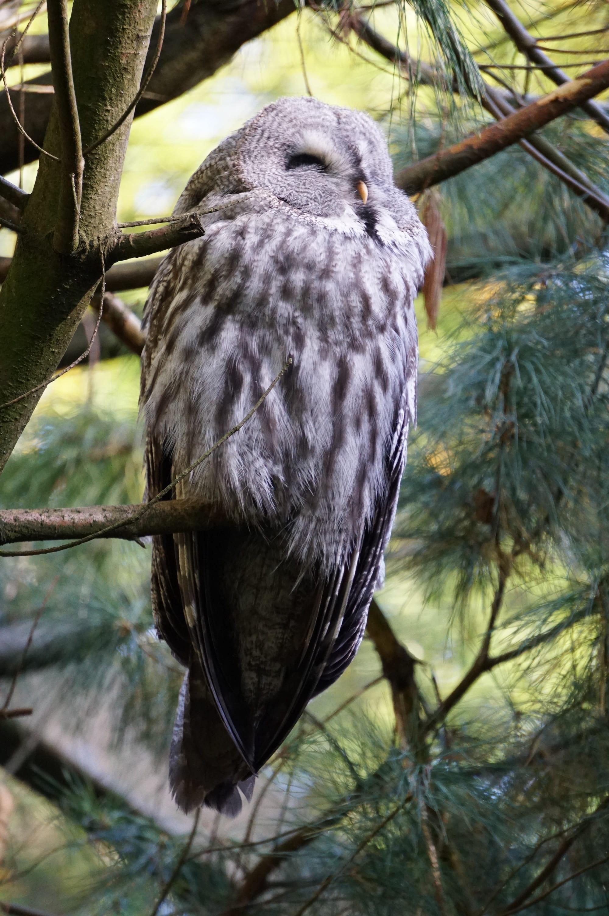 animals in the wild, nature, forest dwellers, raptor, perching, vertebrate, 2K, outdoors, bird of prey, plant, branch, bird, leaf, animal wildlife, wildkauz, Phone HD Wallpaper