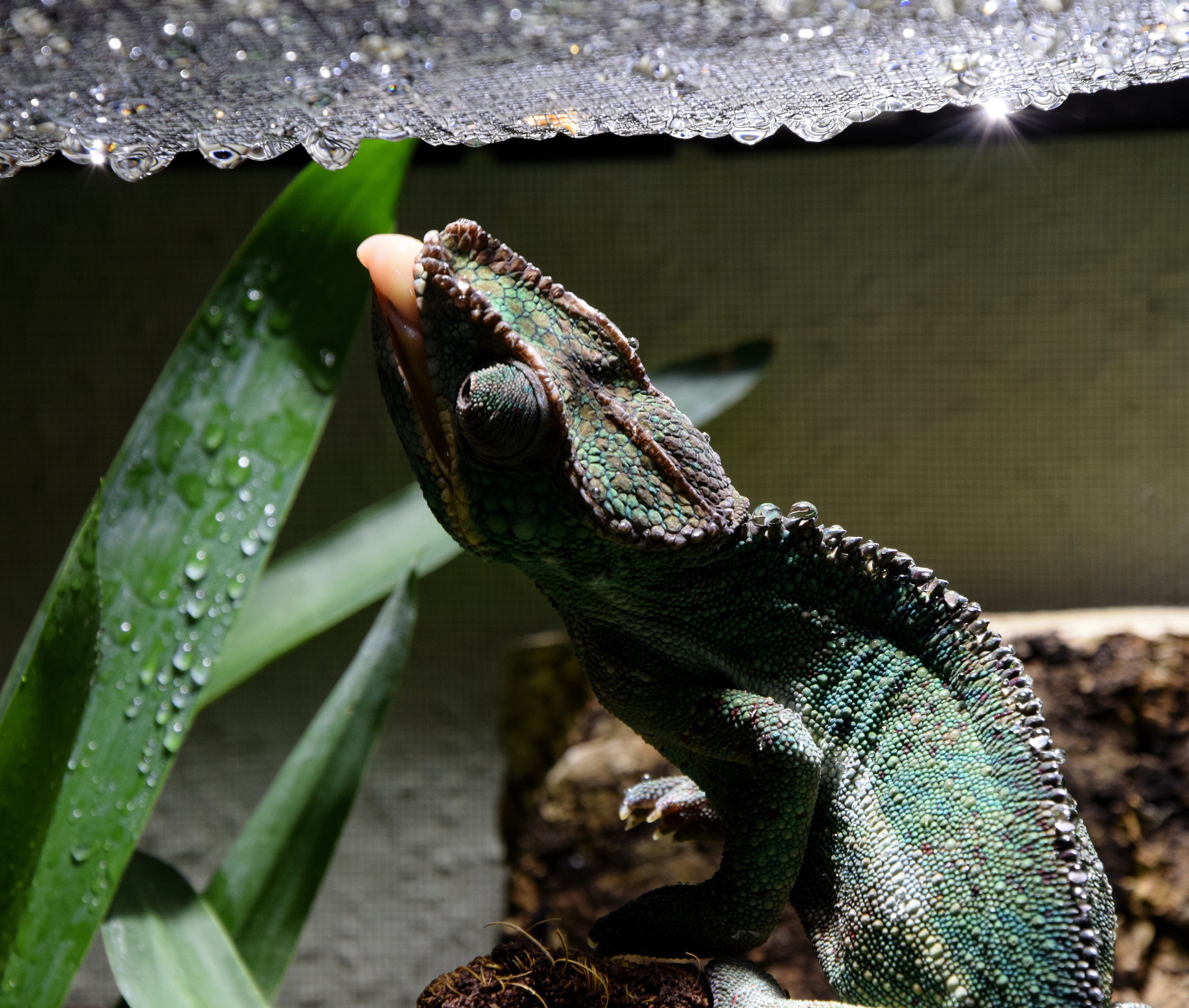 animal, close, animal head, vertebrate, rain forest dwellers, terrarium chamaeleon, animals in the wild, insect eater, chameleon tongue, reptile, exot, HD Wallpaper