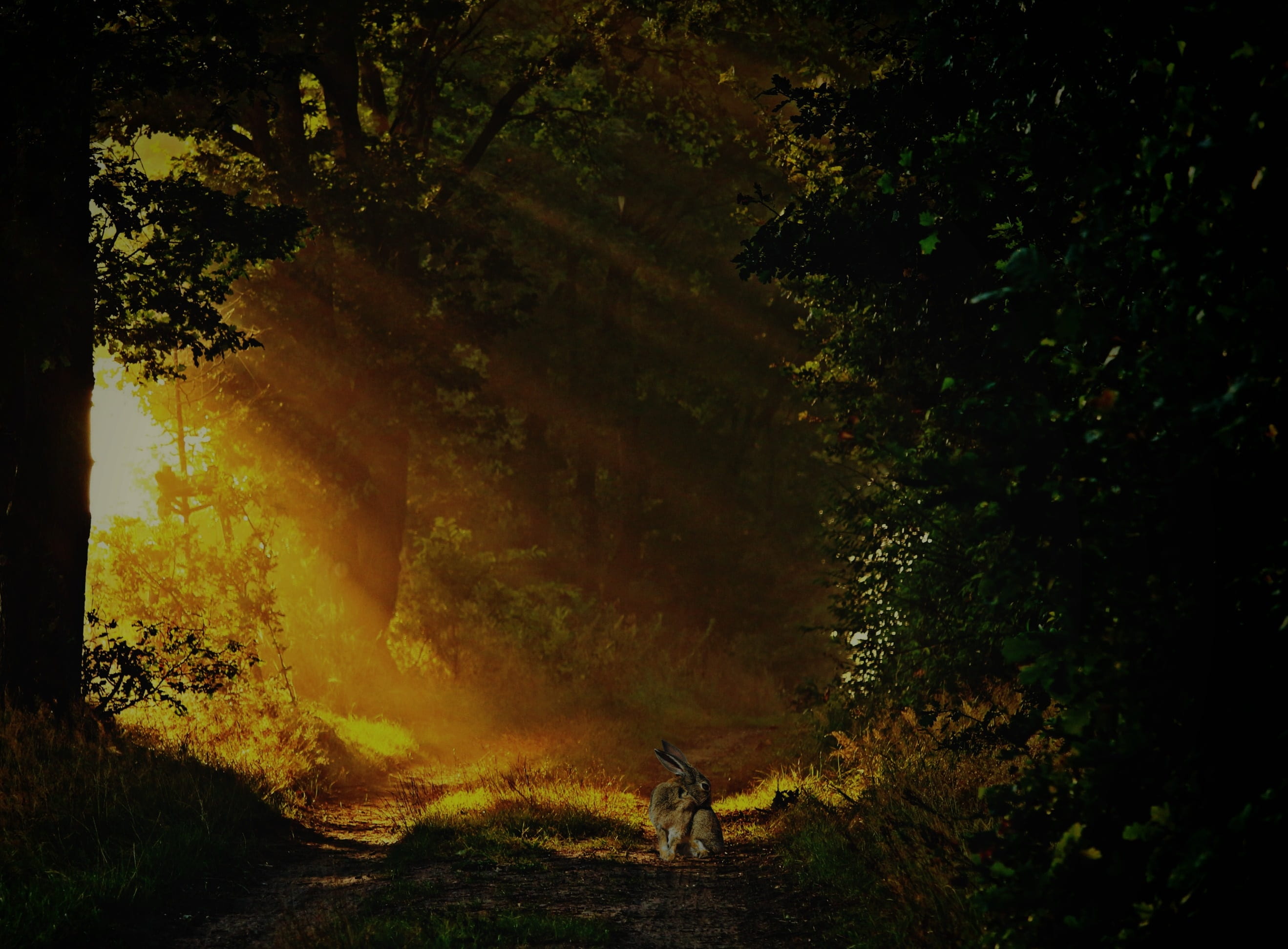 animal themes, light and shadow, sunbeam, promenade, hiking, mood, tranquility, sunrise, away, growth, non-urban scene, leisure, landscape, one animal, HD Wallpaper