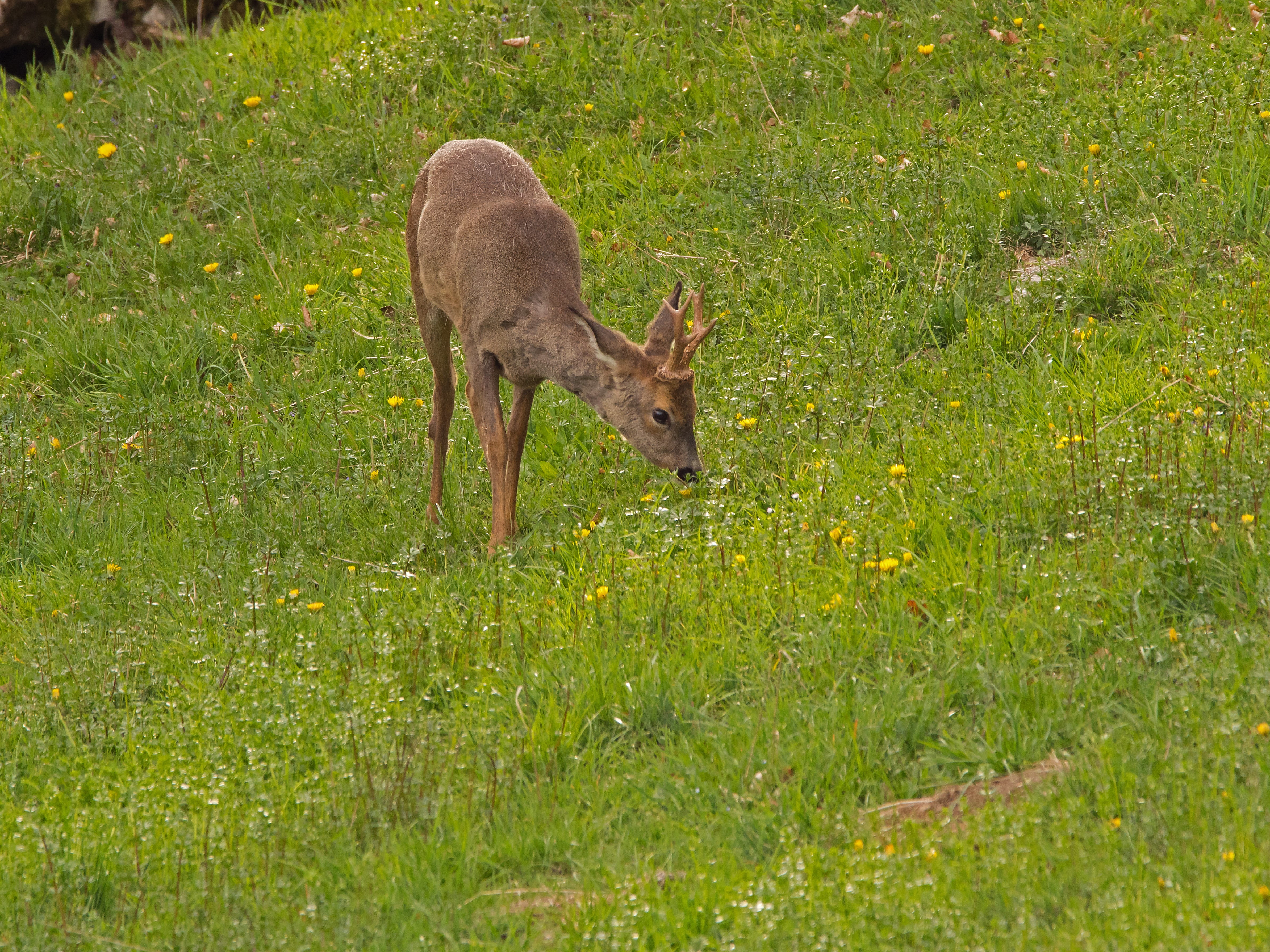 plant, field, animal themes, animal, 4K, wild, freilebend, fawn, mammal, red deer, green color, domestic animals, day, growth, forest dwellers, land, animals in the wild, HD Wallpaper
