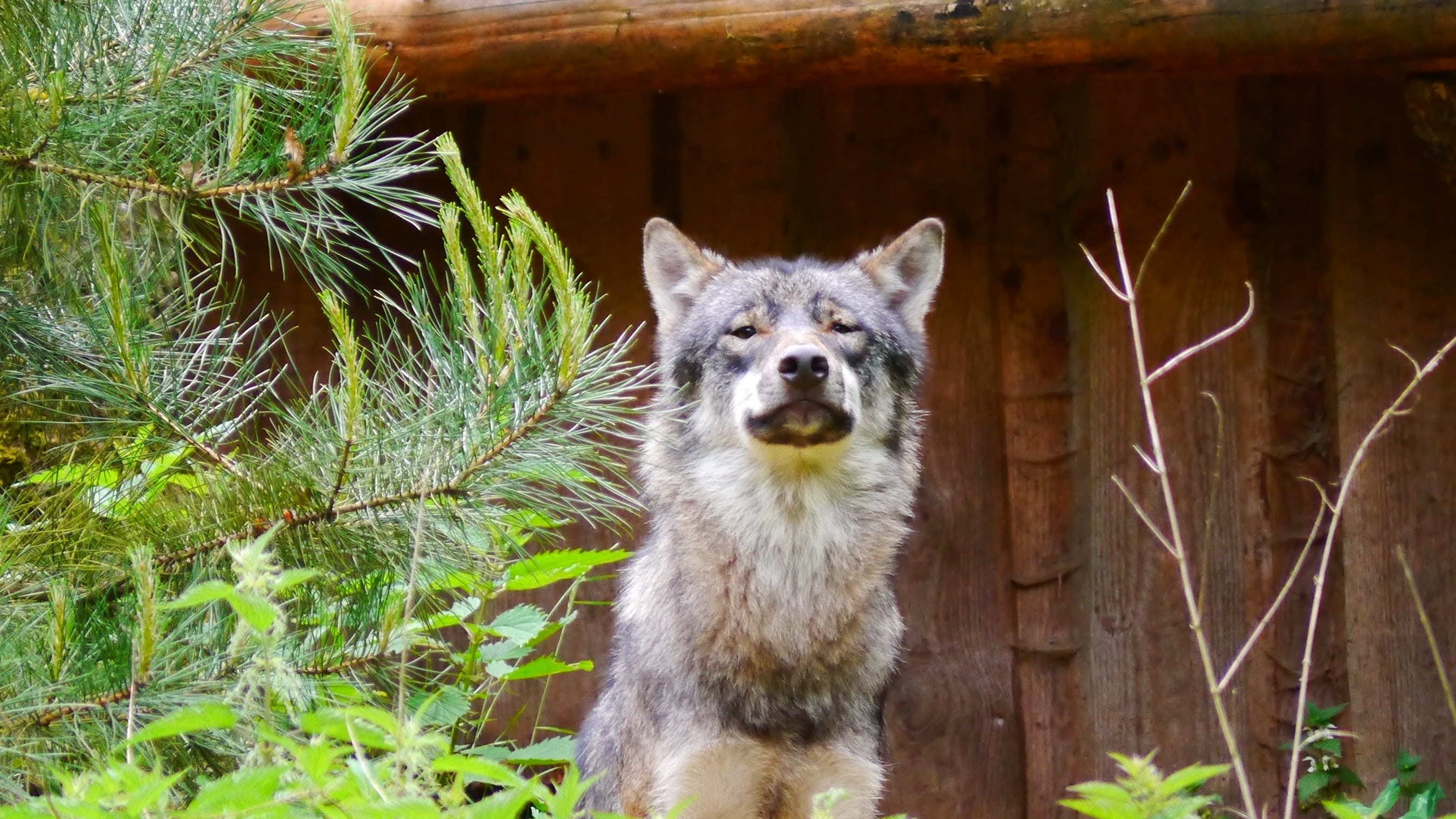 tree, pets, 2K, carnivores, plant, forest dwellers, animals in the wild, canis lupus, vertebrate, looking at camera, hunter, one animal, mammal, day, predator, HD Wallpaper