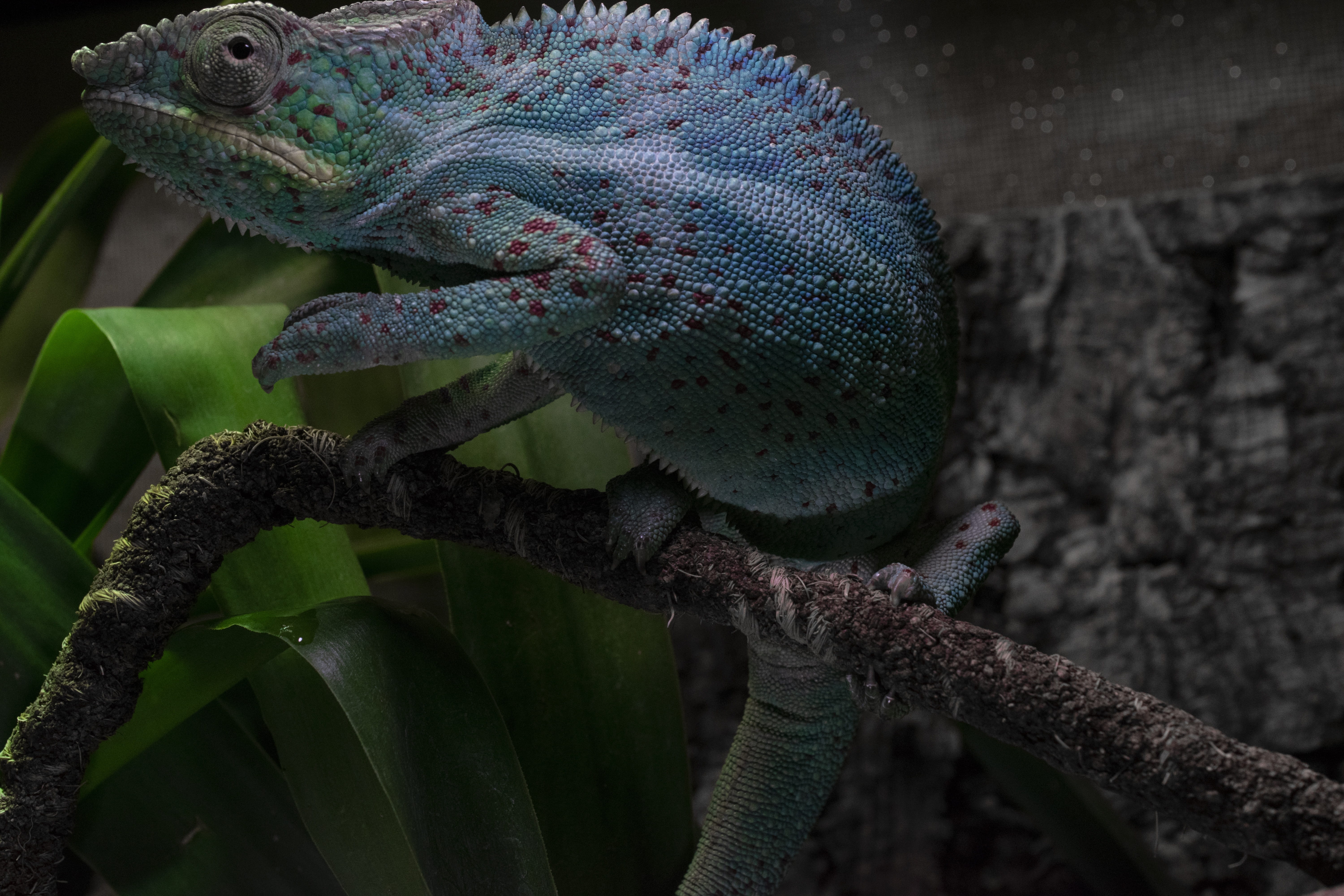 chameleon, schuppenkriechtier, close-up, exotic, one animal, animal wildlife, terraristik, exot, plant, terrarium animals, rain forest dwellers, disguised, HD Wallpaper