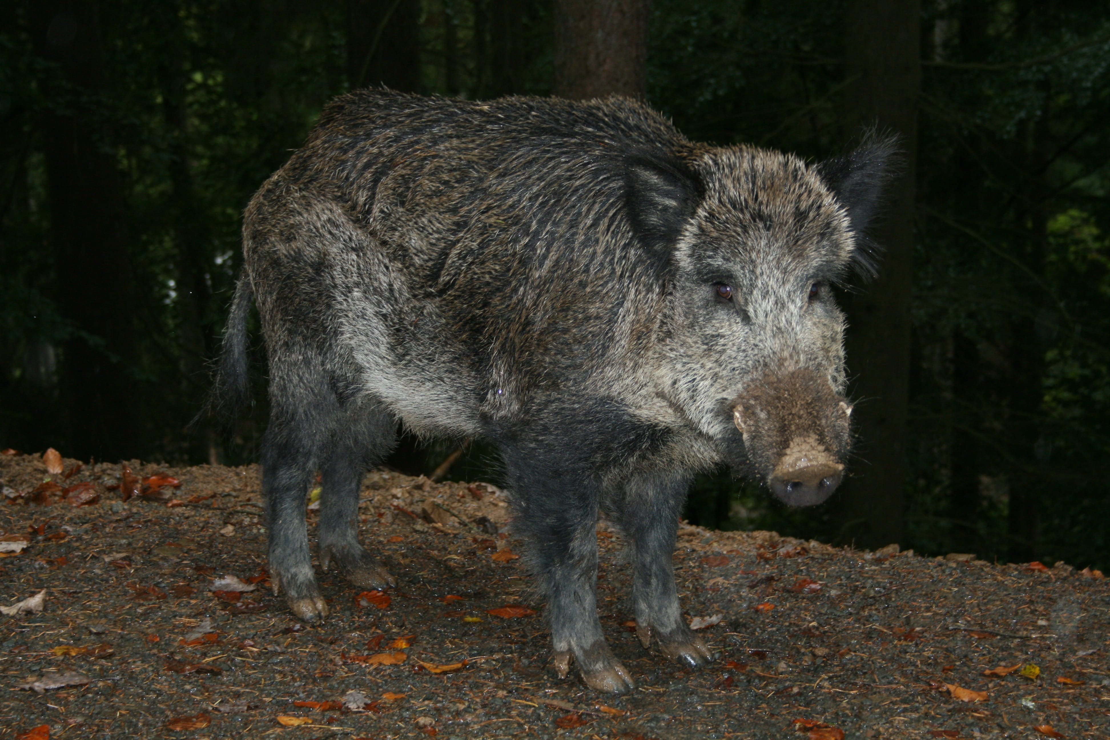 land, no people, Wild Boar, full length, forest, tree, forest and forest dweller, vertebrate, 4K, outdoors, nature, animals in the wild, day, animal, Mammal, HD Wallpaper