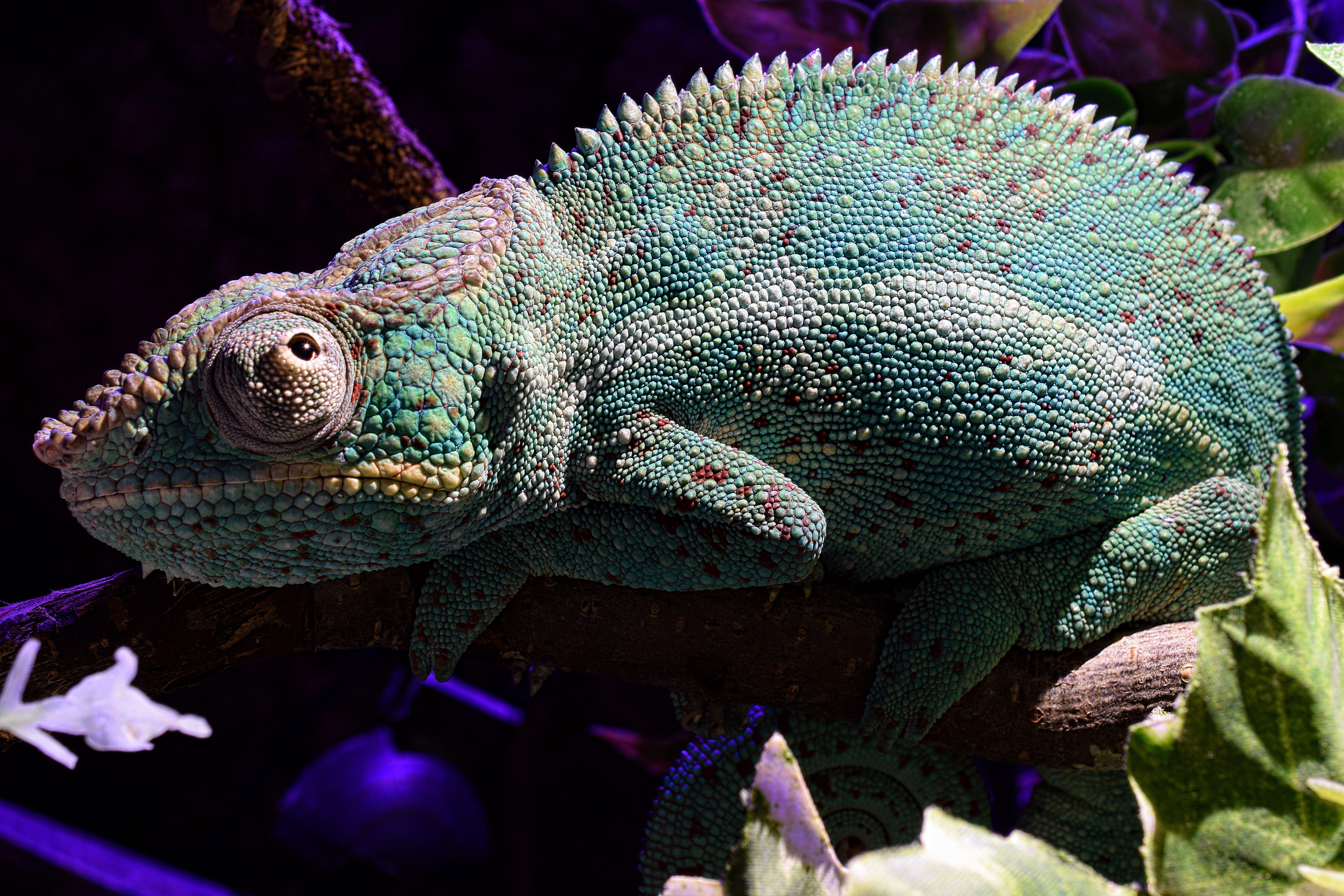 tropical, animal scale, outdoors, exotic, animal body part, 5K, animal eye, vertebrate, snapshot, color, terraristik, animal, attention, rain forest dwellers, HD Wallpaper