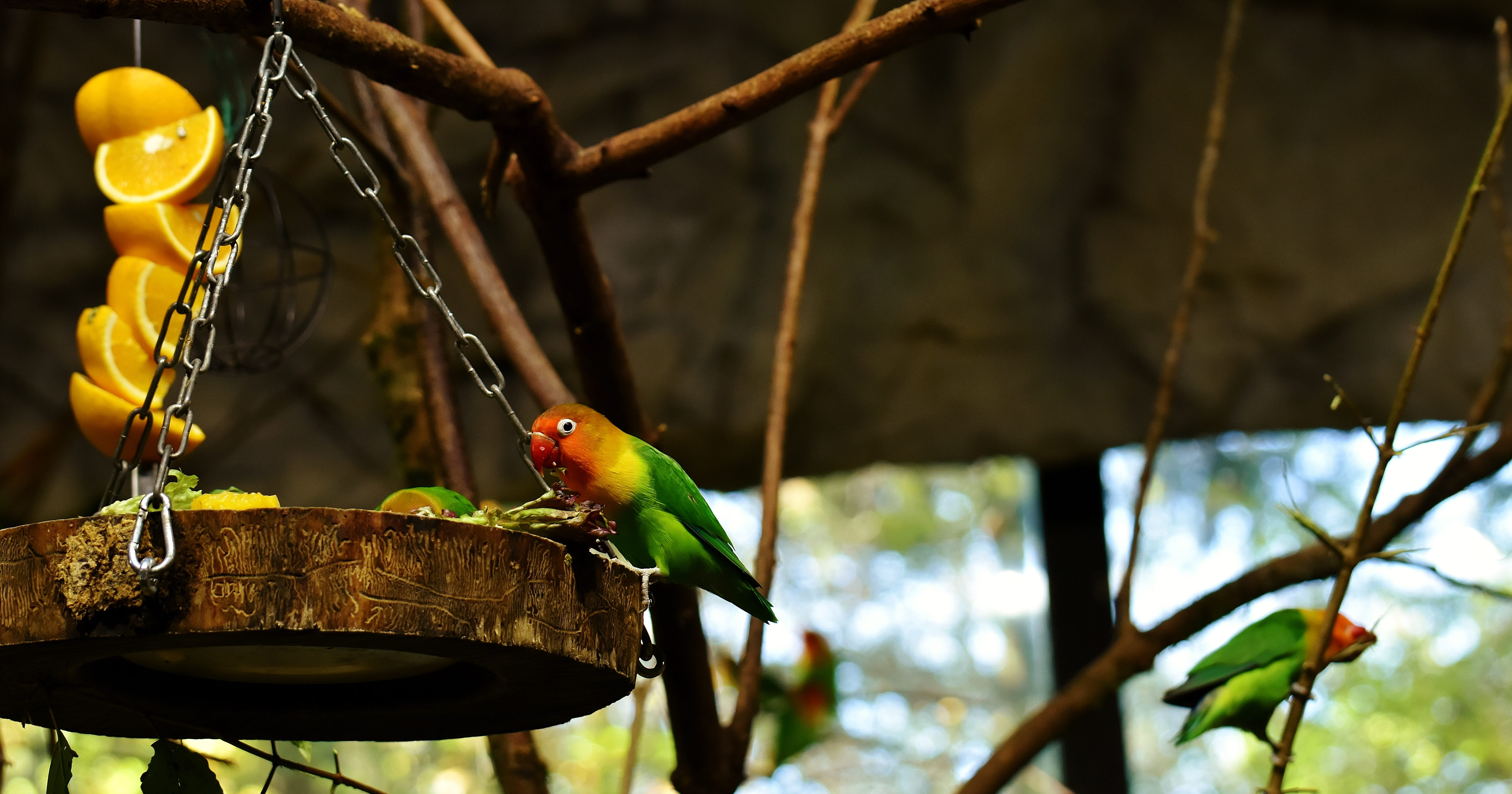 bill, vertebrate, animal world, animal themes, branch, beauty in nature, bird, focus on foreground, one animal, nature, outdoors, lovebirds, animal wildlife, HD Wallpaper