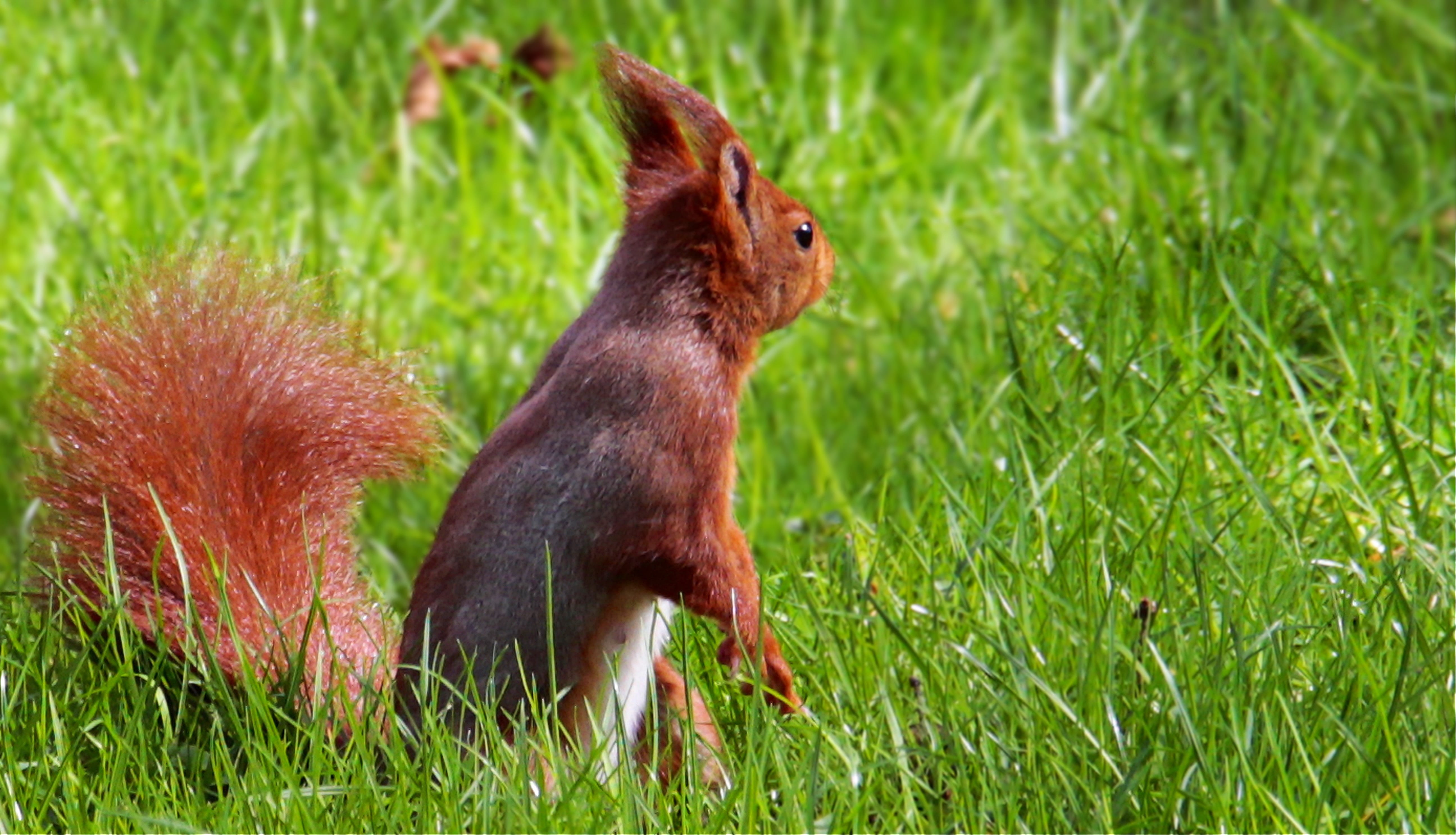 green color, sciurus, animal themes, spring, outdoors, animal, map, foraging, 5K, nature, nager, tree squirrels, croissant, meadow, forest, profile view, HD Wallpaper