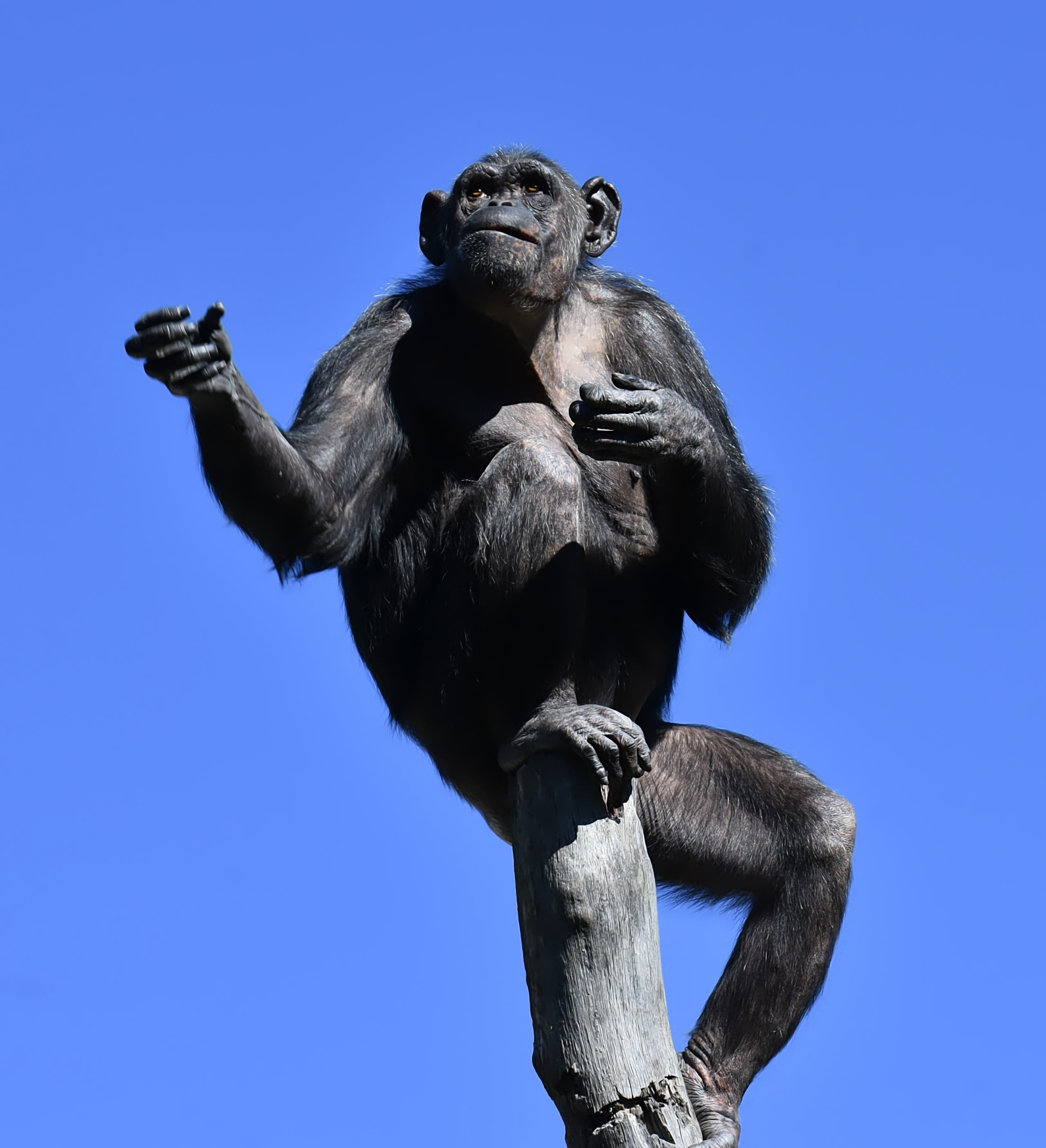 primate, animal world, art and craft, hellabrunn, one animal, chimpanzee, 2K, no people, monkey, animals in the wild, clear sky, ape, zoo, nature, blue, Phone HD Wallpaper