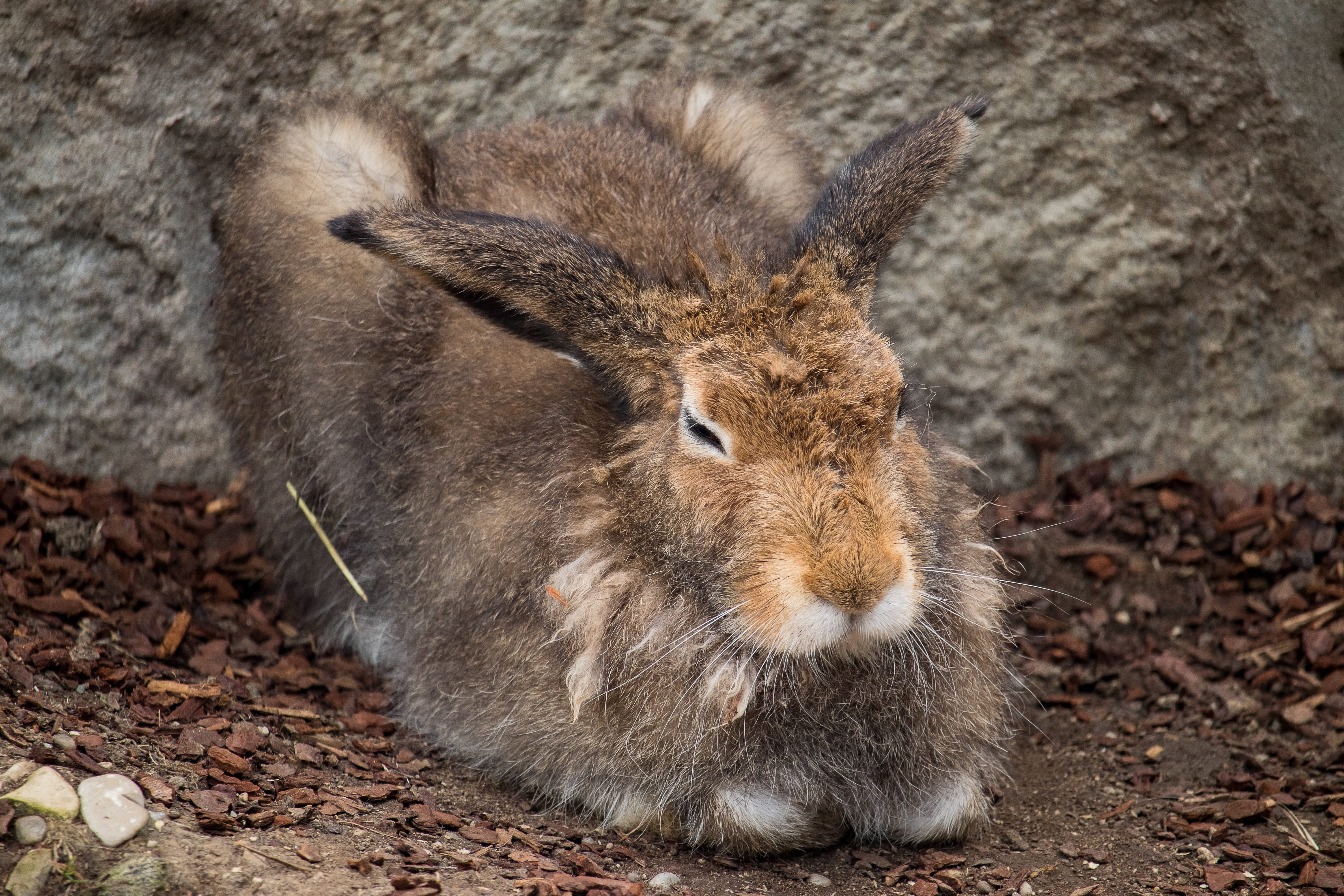 one animal, animal head, long eared, no people, hare, whisker, pets, herbivorous, day, tierpark hellabrunn, land, animals in the wild, nature, mammal, animal body part, HD Wallpaper