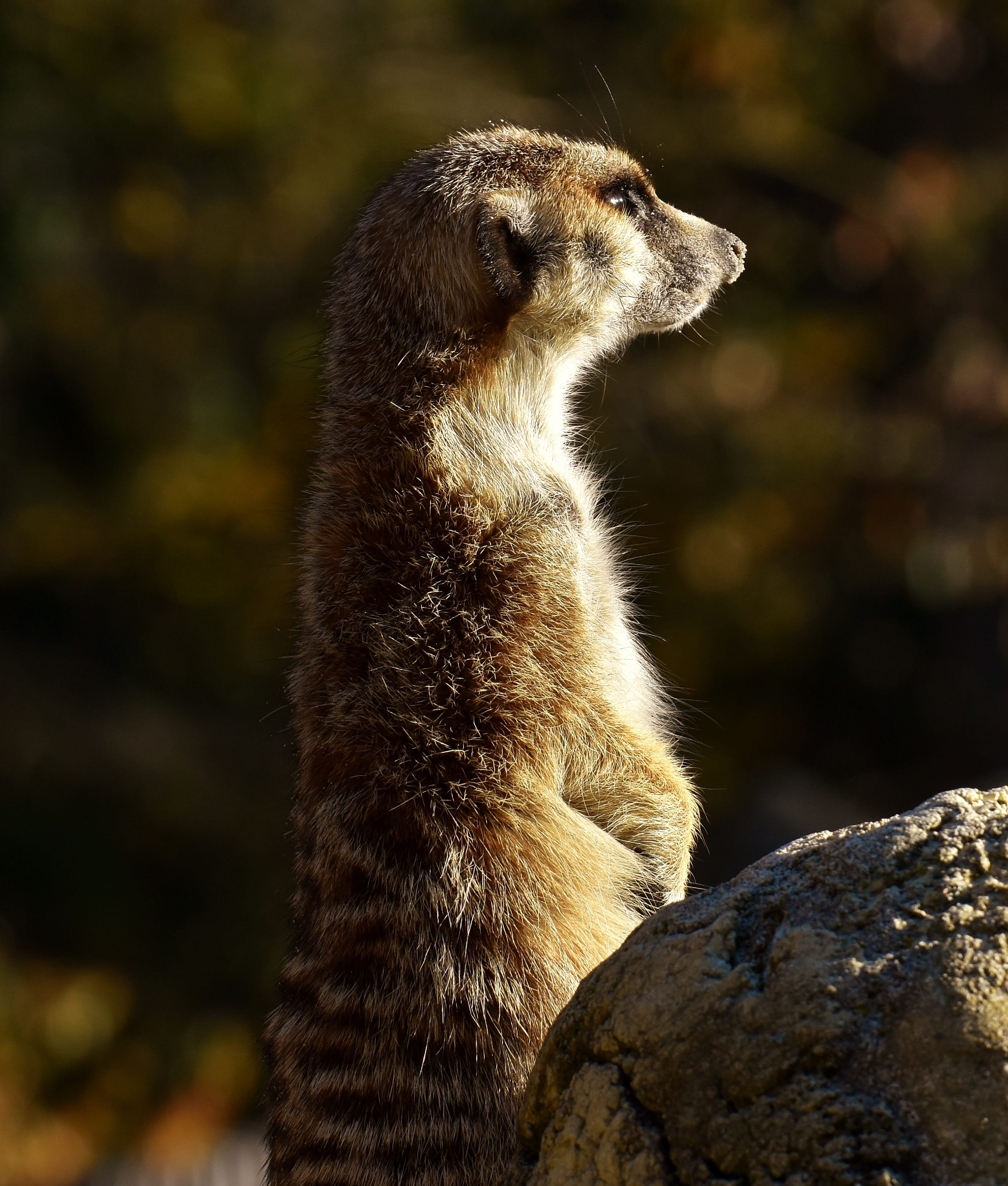 one animal, curious, rock, animals in the wild, cute, side view, profile view, alertness, sit, looking away, wildlife photography, tan, nature, animal, Phone HD Wallpaper