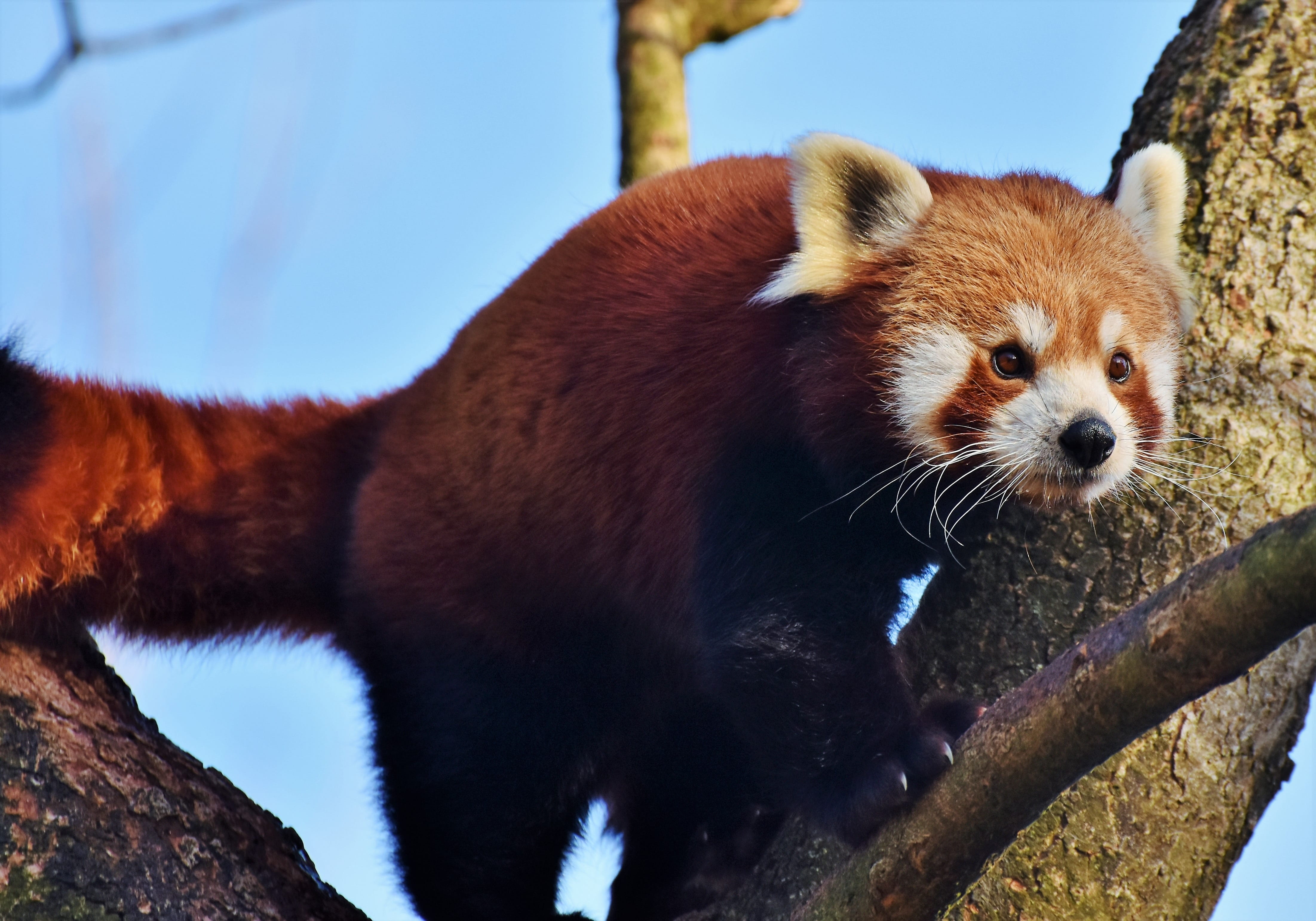 panda, bear, wild animal, climber, animals in the wild, animal, close-up, one animal, no people, animal world, zoo, brown panda, animals in captivity, animal wildlife, HD Wallpaper