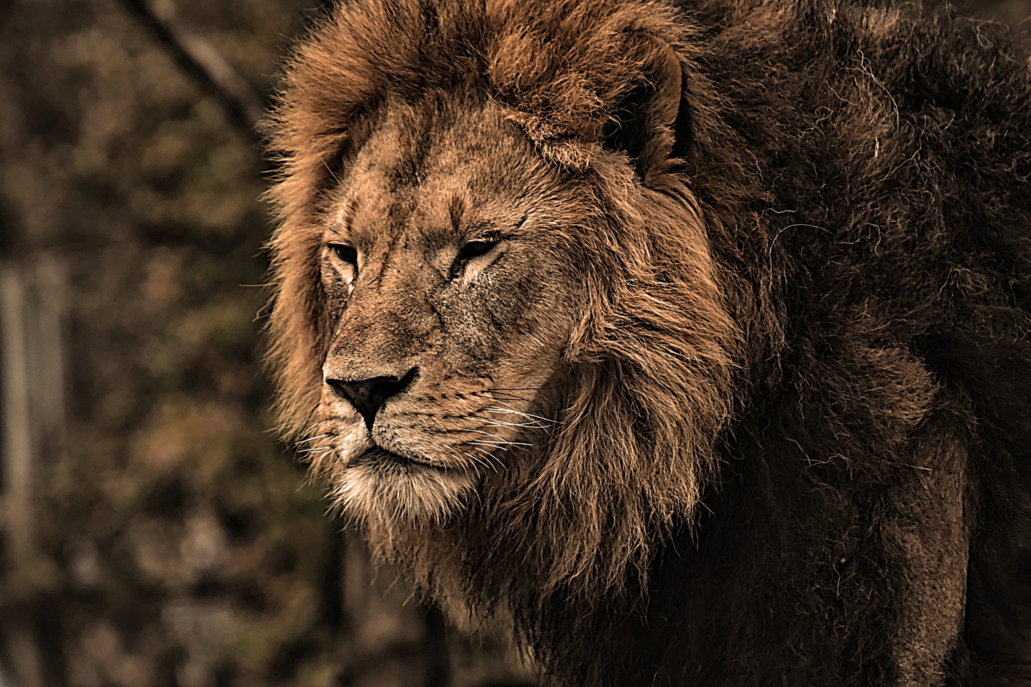 wild animal, focus on foreground, portrait, no people, animals in the wild, male, lion - feline, one animal, dangerous, animal themes, animal wildlife, HD Wallpaper