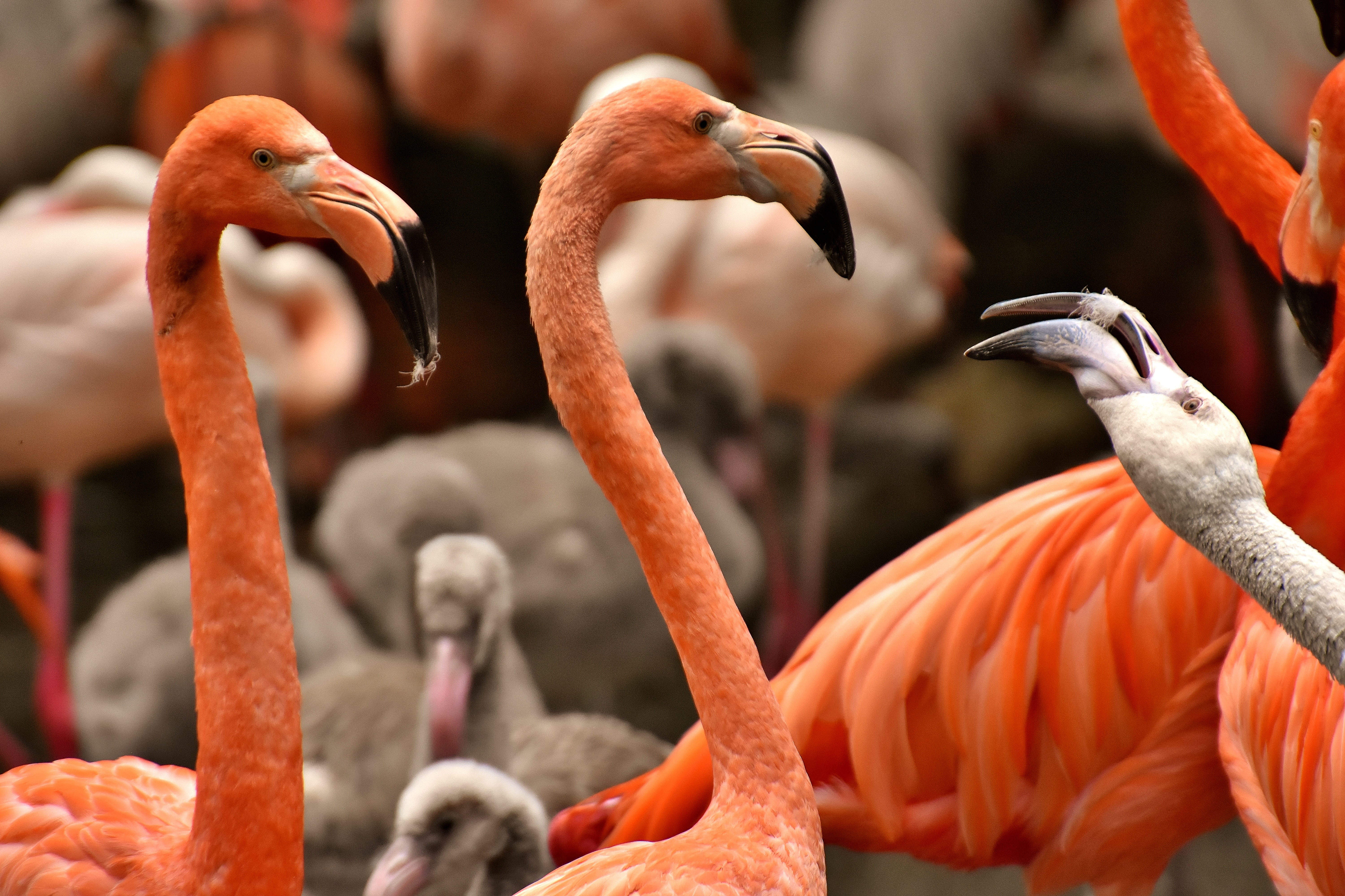 animals in the wild, beauty in nature, large group of animals, focus on foreground, close-up, profile view, animal themes, pride, beak, tierpark hellabrunn, HD Wallpaper
