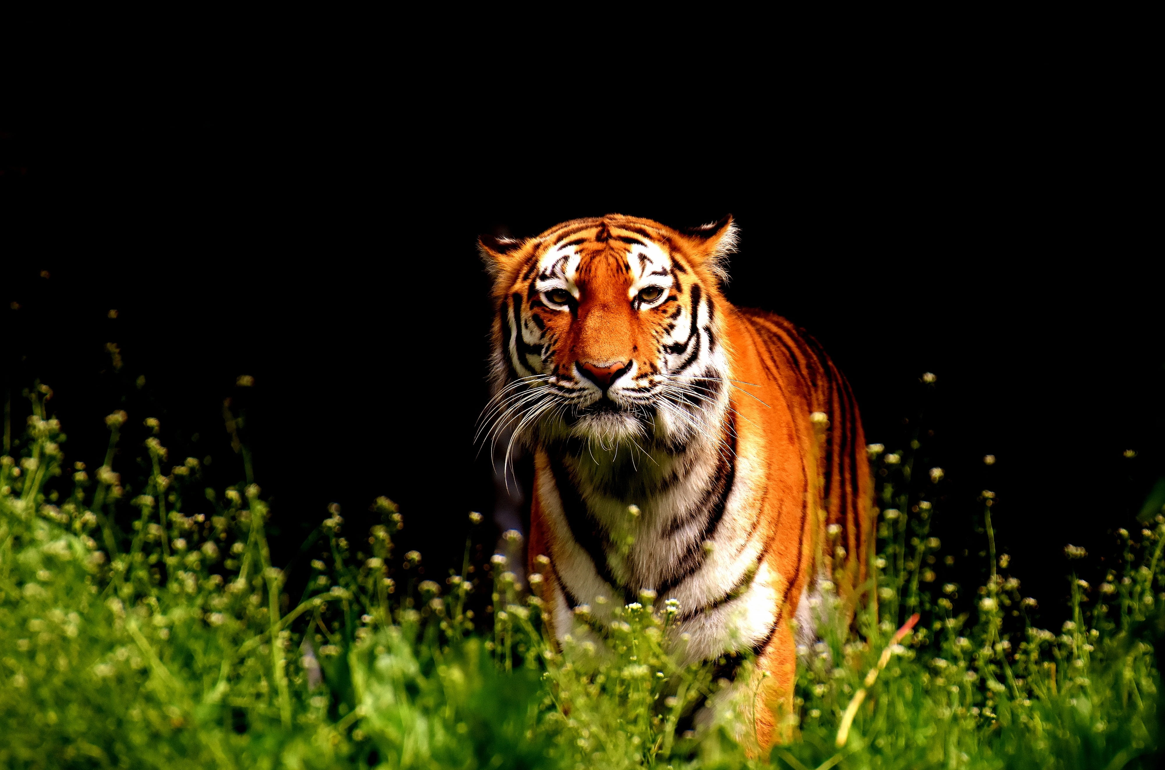 animal head, cat, copy space, big cat, beautiful, black background, predator, animal wildlife, plant, nature, wildlife photography, animal, feline, vertebrate, HD Wallpaper