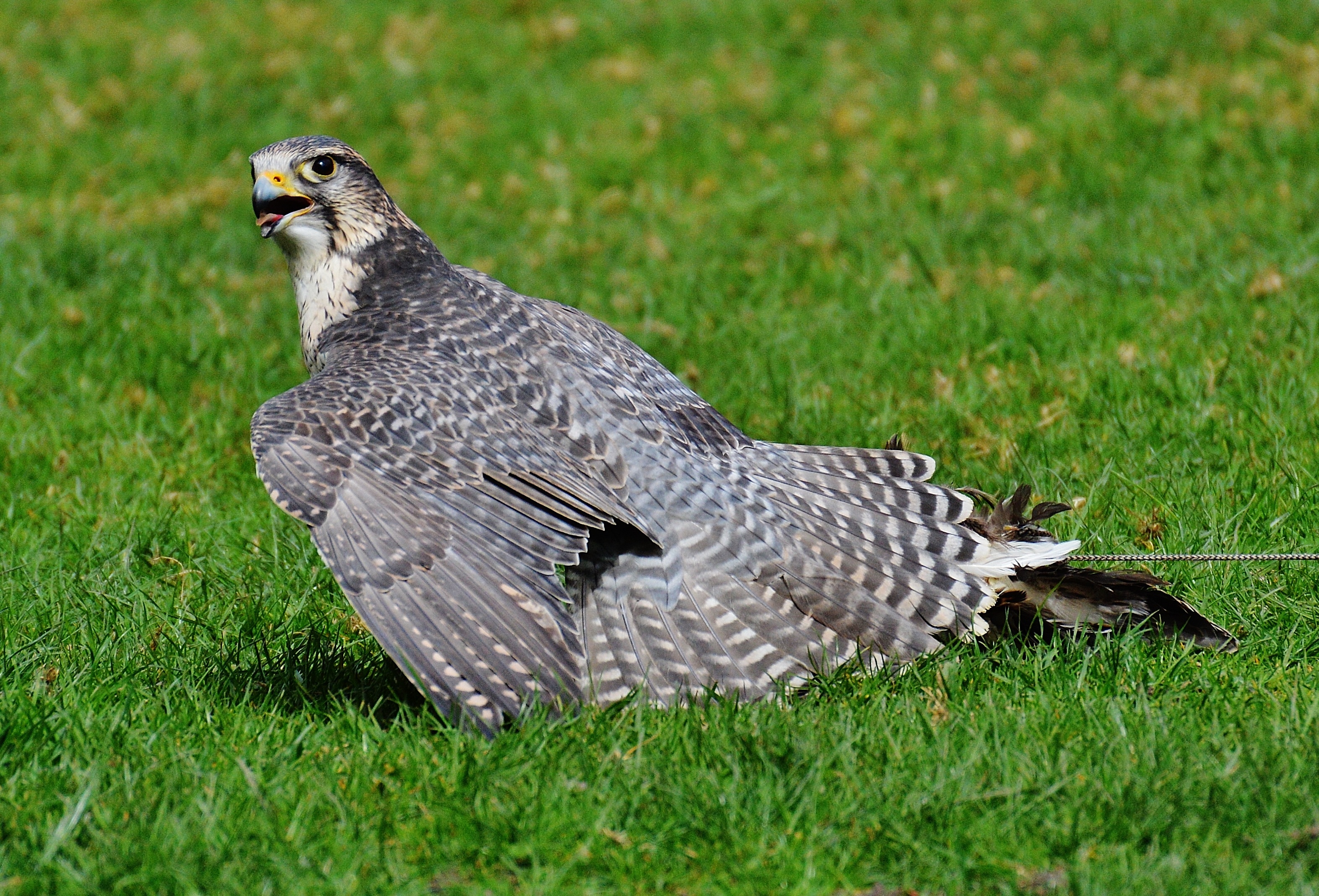 outdoors, wildlife, focus on foreground, nature, day, field, bird of Prey, hawk - Bird, close-up, beak, animals in the wild, land, wild animal, grass, full length, HD Wallpaper