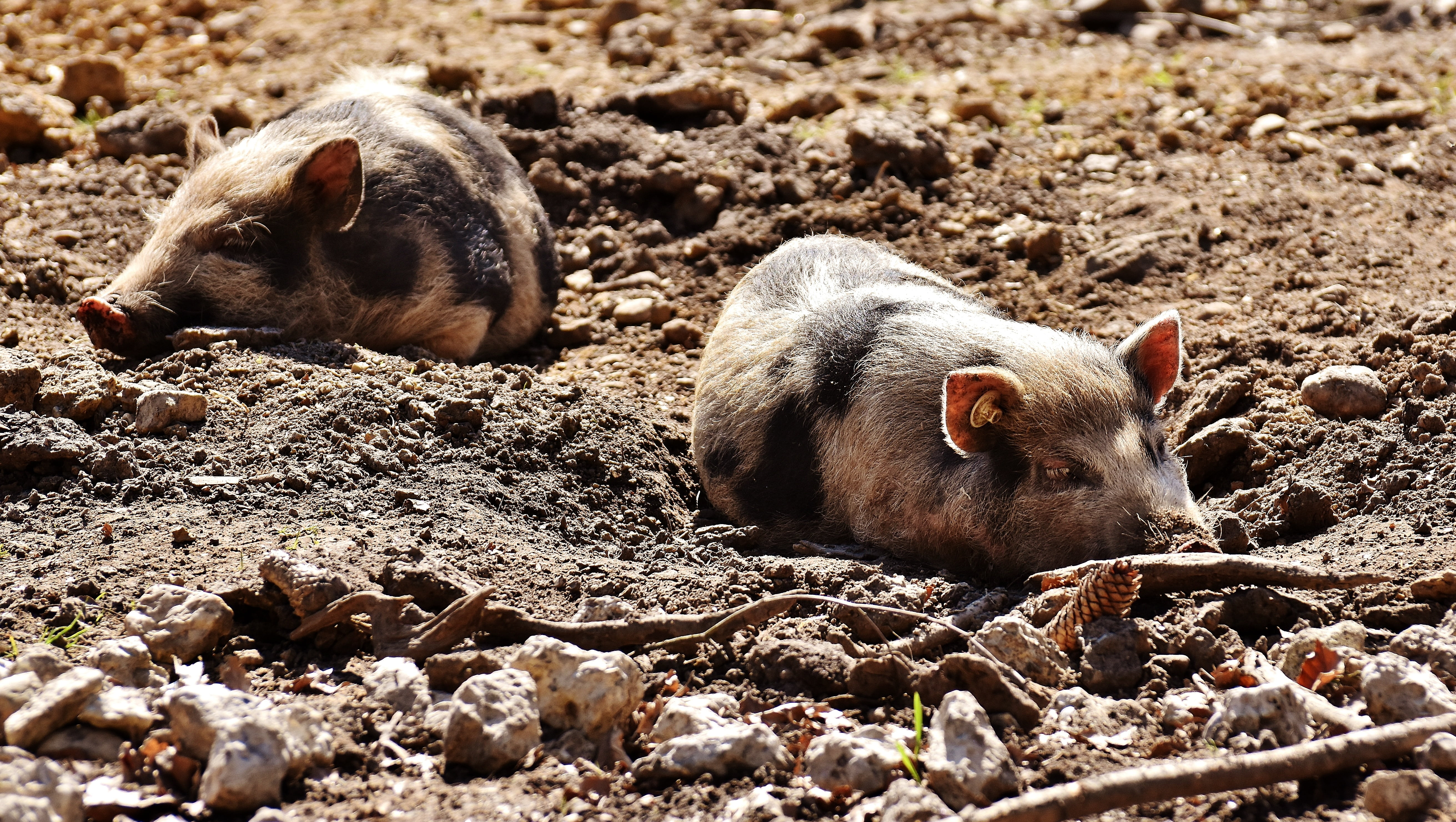 animal themes, enjoy the sun, 5K, land, no people, group of animals, vertebrate, mammal, animal world, outdoors, pigs, togetherness, relaxation, pig, wildpark poing, HD Wallpaper