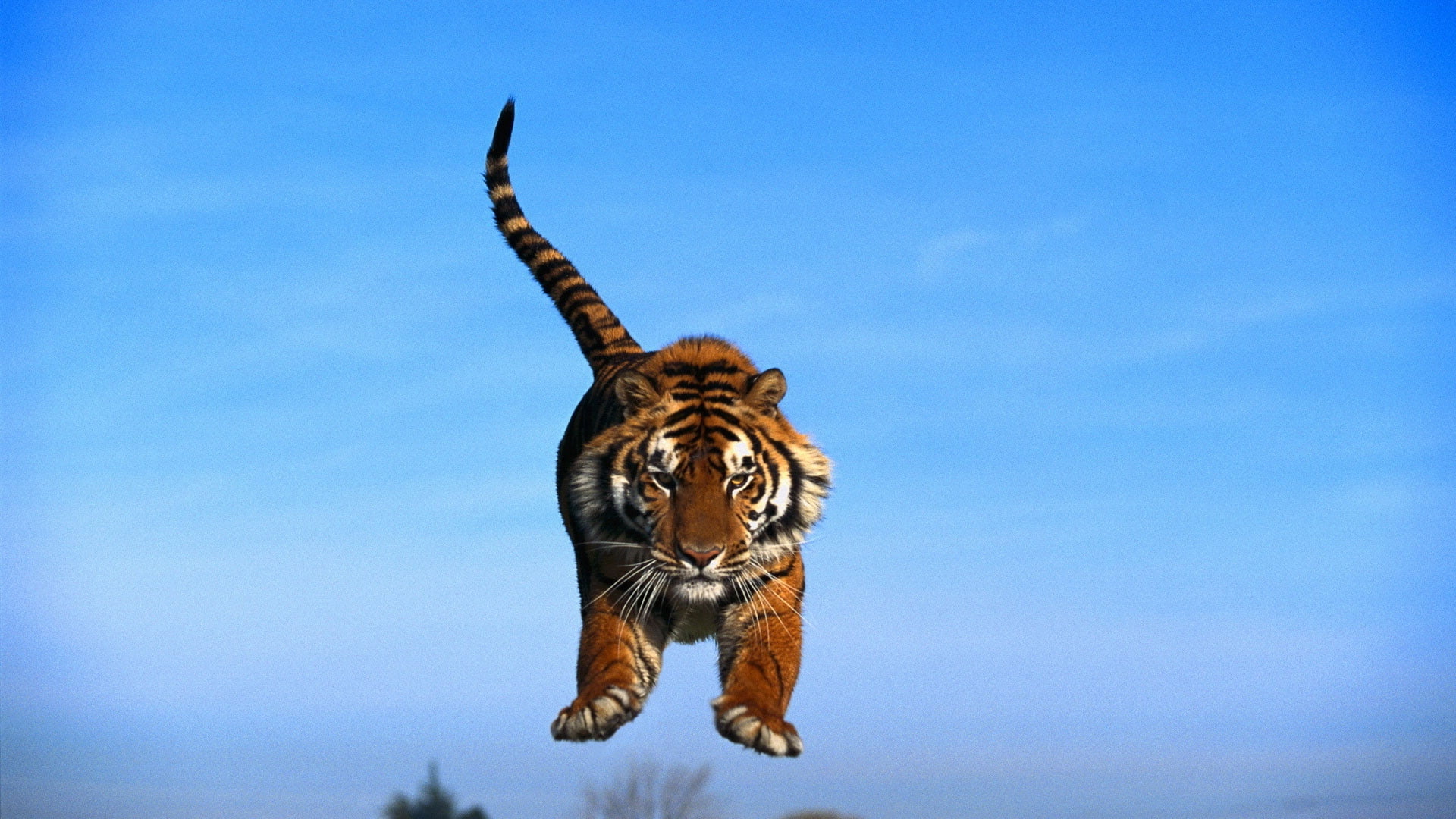 asia, mammal, outdoors, no people, animal body part, male Animal, big Cat, mid-air, animal, sky, feline, endangered Species, animals Hunting, zoo, striped, HD Wallpaper