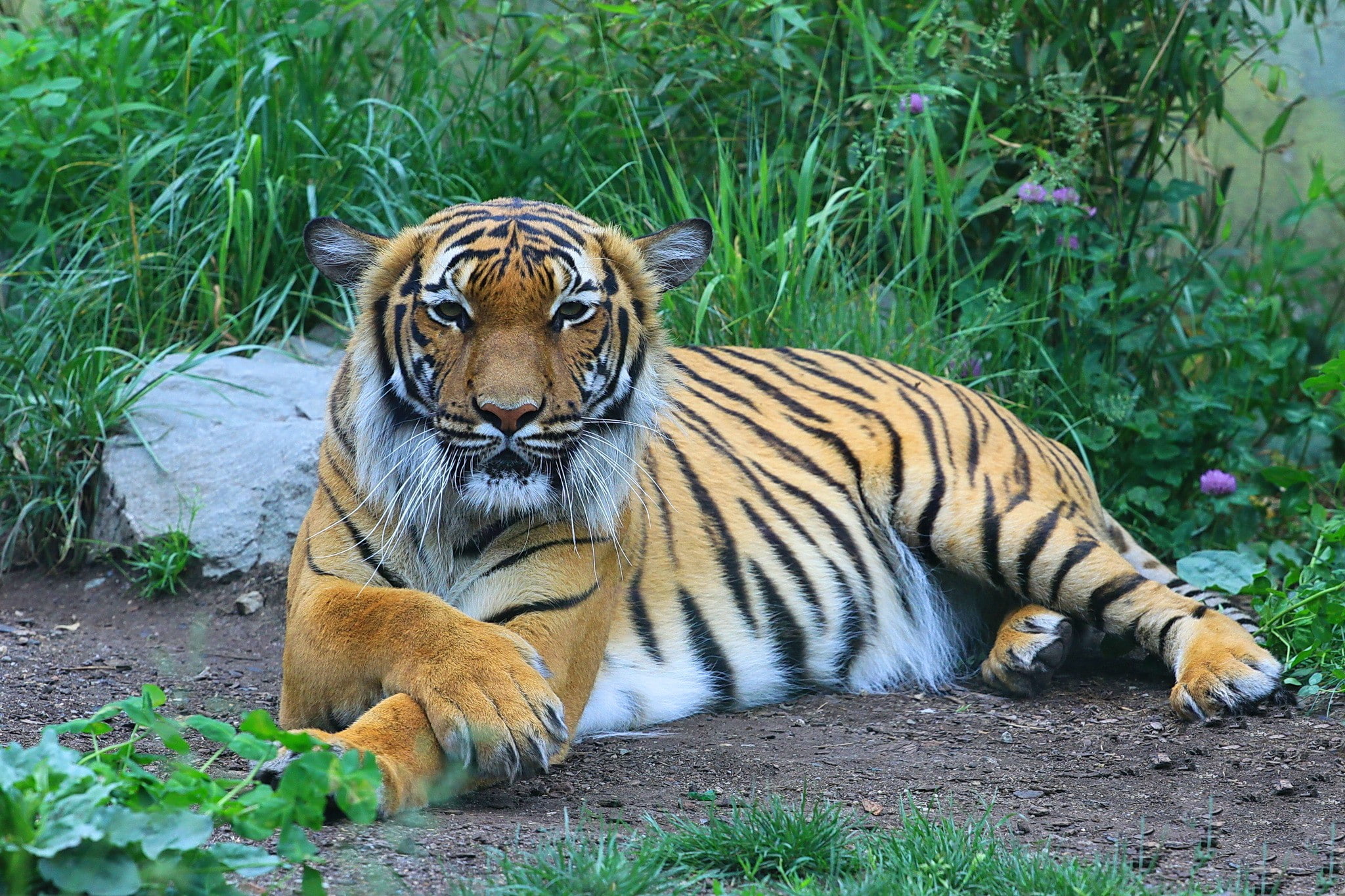 view, 1080P, vacation, Paws, cat, predator, tiger, striped, striped cat, HD Wallpaper