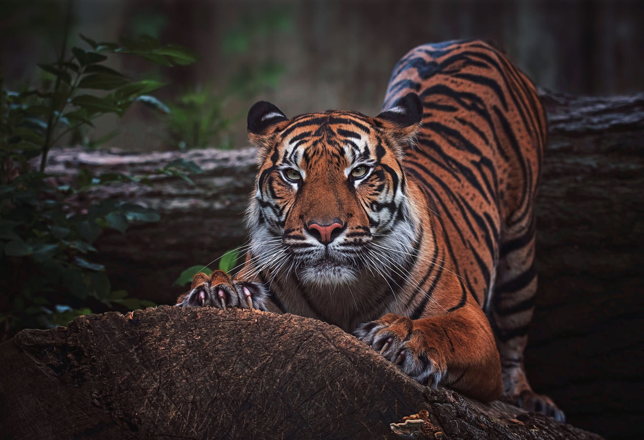 paws, scratching post, 1080P, tiger, the dark background, log, logs, face, tree, bending, leaves, claws, wild cat, pose, nature, look, HD Wallpaper